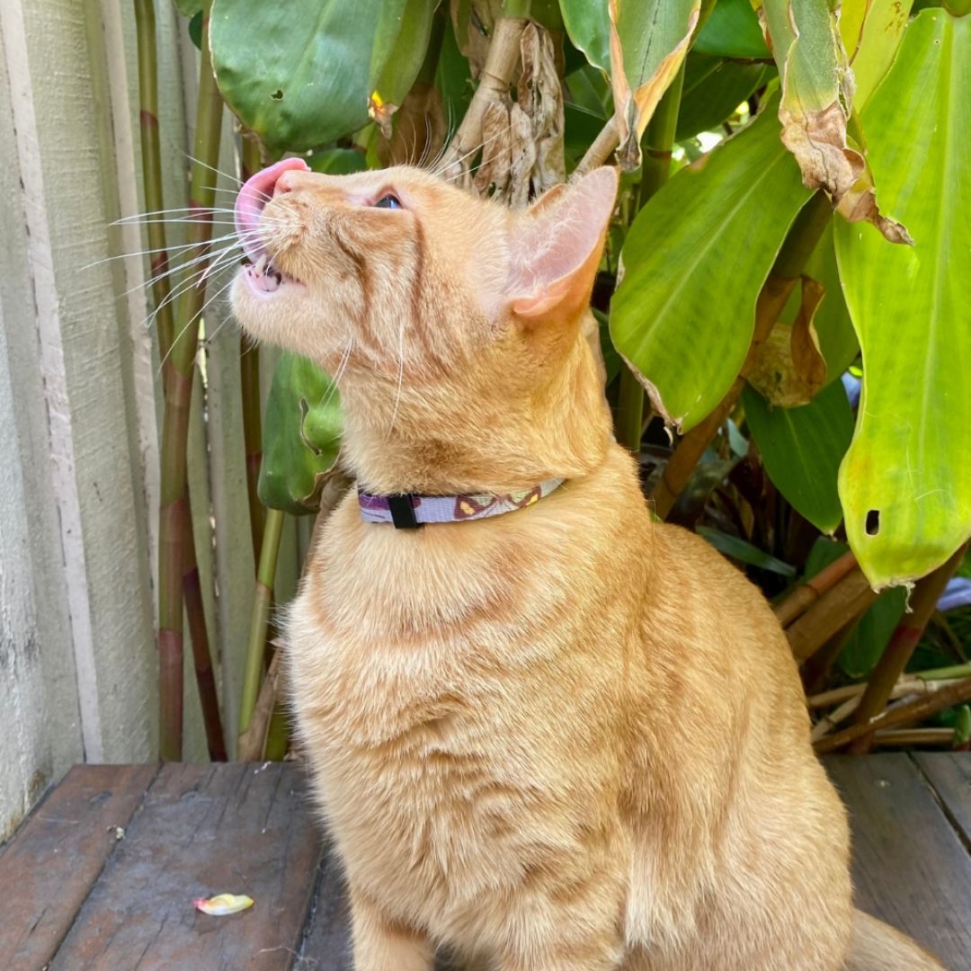 Anipal Bobby the Butterfly Cat Collar