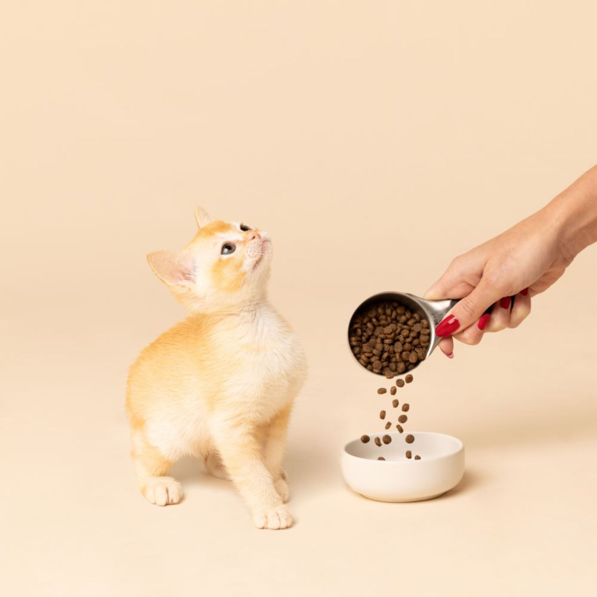 SavourLife Kitten Chicken Dry Cat Food