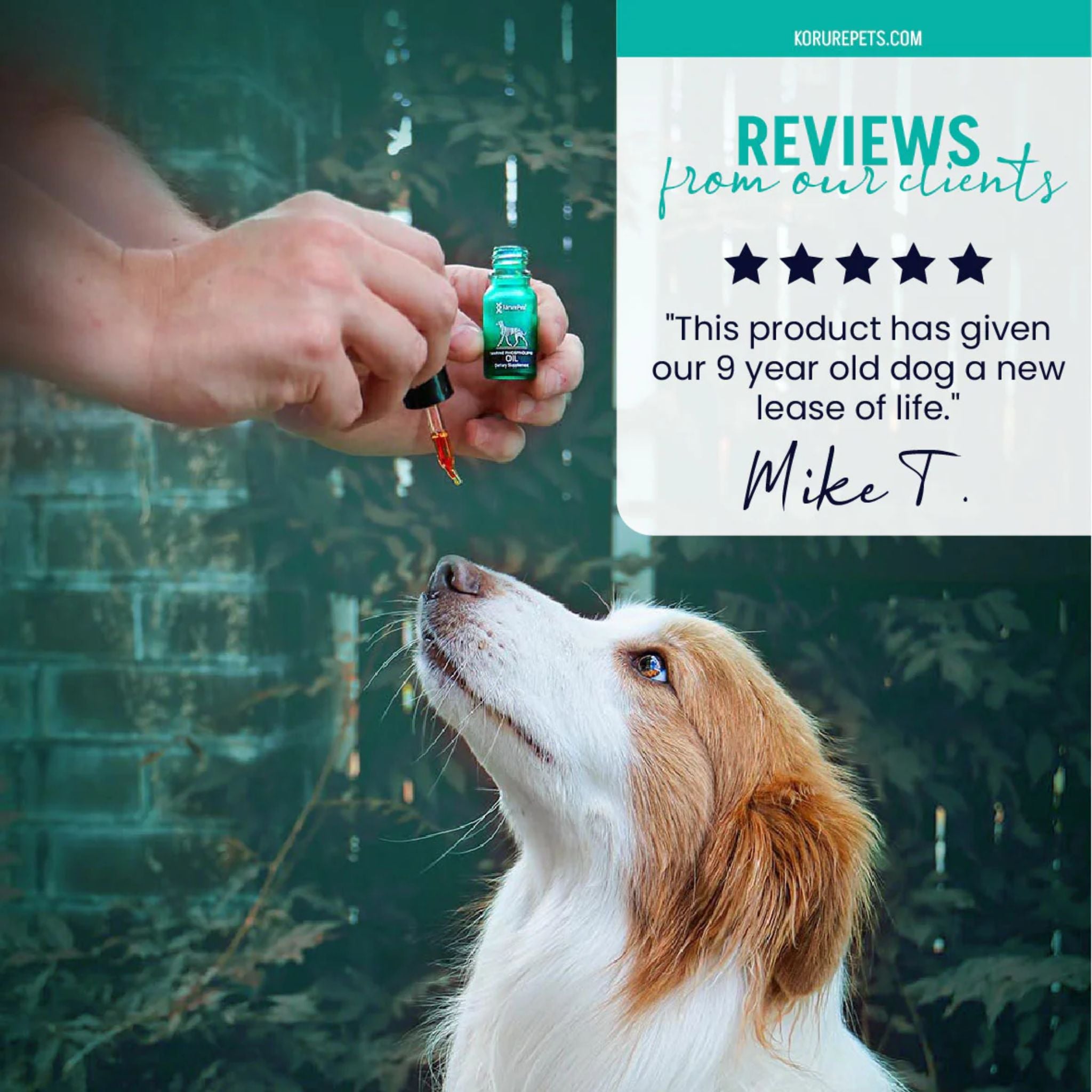 Korure Pets Marine Phospholipid Oil for Dogs