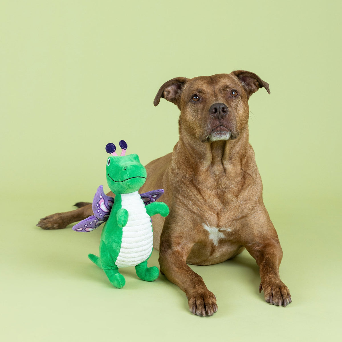 Fringe Studio Plush Squeaker Dog Toy - Flutter Rex — detail
