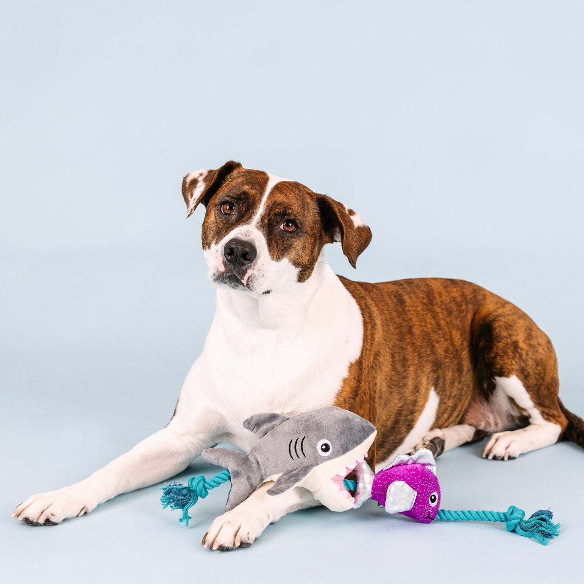 Fringe Studio Plush Squeaker Dog Toy - Shark Bait — detail
