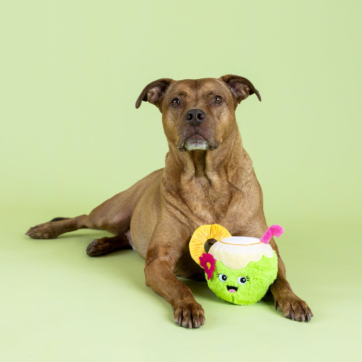 Fringe Studio Plush Squeaker Dog Toy - Coco-Nuts About You — detail