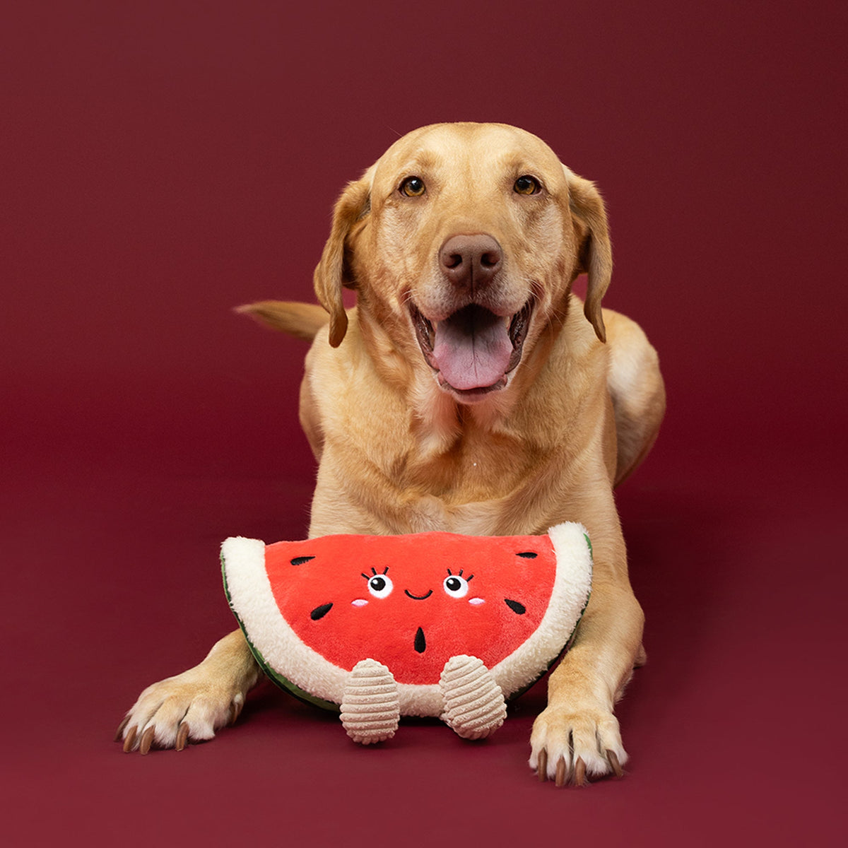 Fringe Studio Plush Squeaker Dog Toy - Seed The Day — lifestyle photo with dog