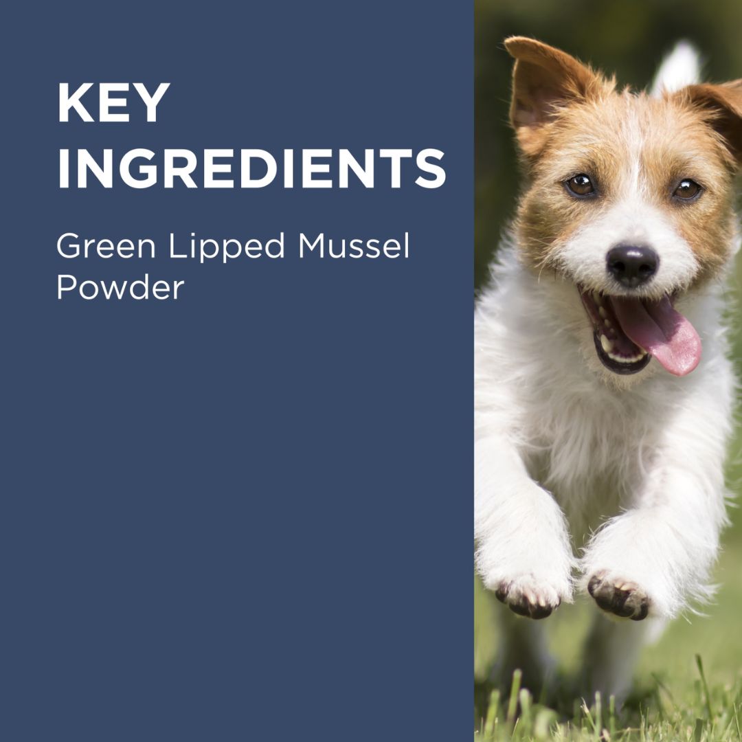 PAW by Blackmores OsteoSupport Joint Care Powder for Dogs