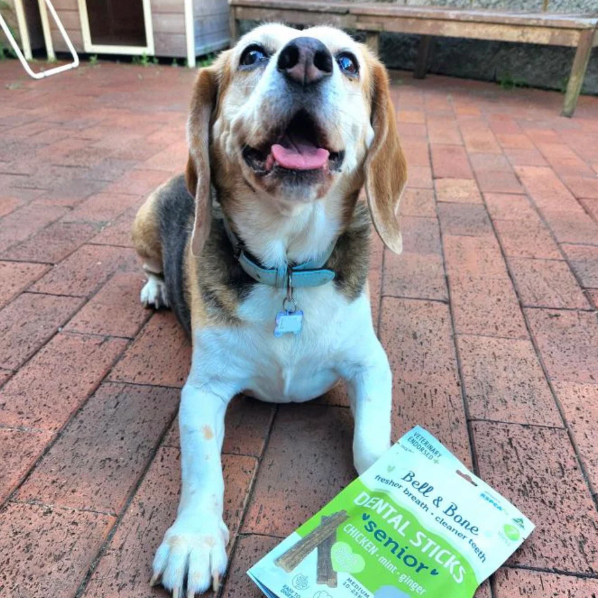 Bell and Bone Dental Sticks for Senior Dogs - Chicken, Mint and Ginger