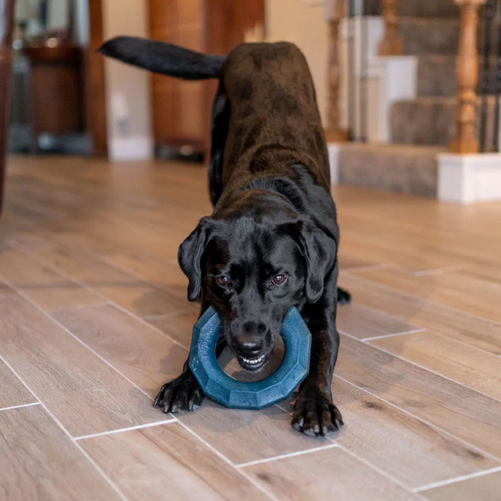 Zippy Paws Dog Toys ZippyTuff + Emerald Ring