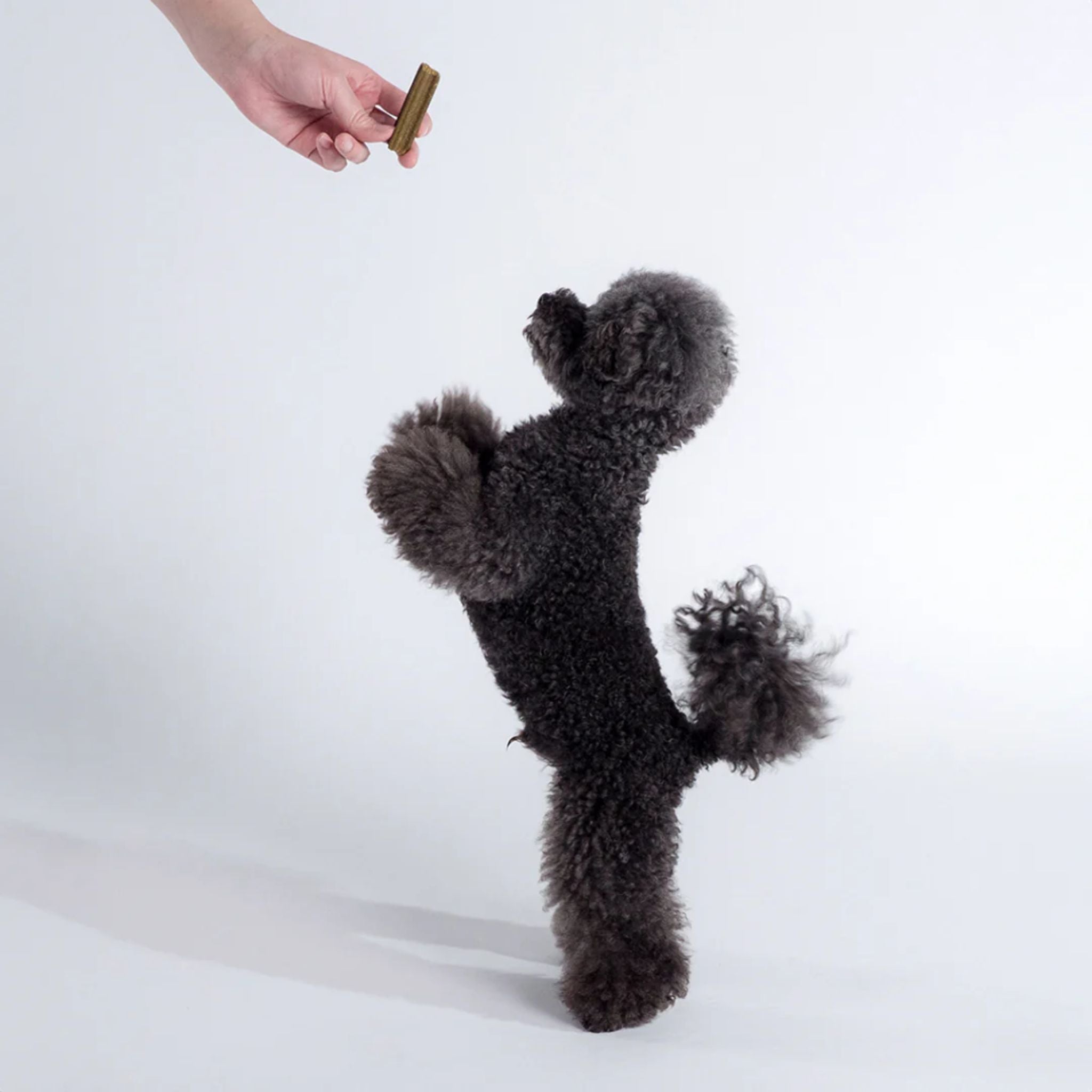 Bell and Bone Dental Sticks for Senior Dogs - Chicken, Mint and Ginger