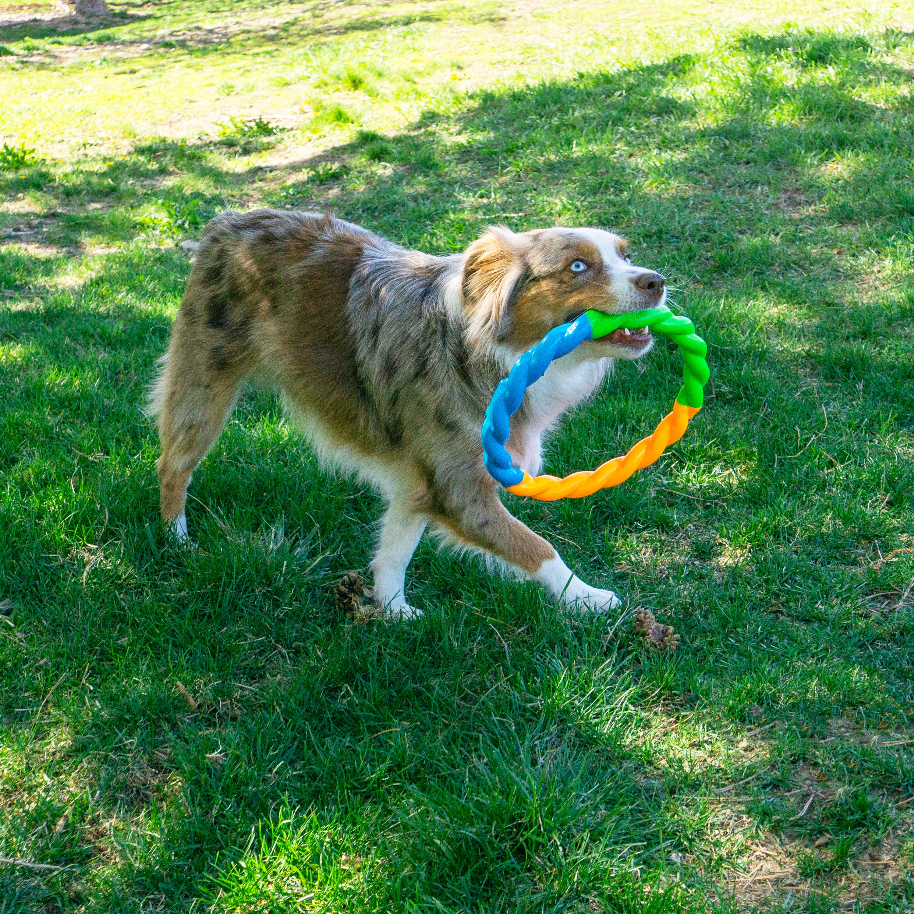 Dog with the KONG Dog Toys Twistz High-Viz Ring