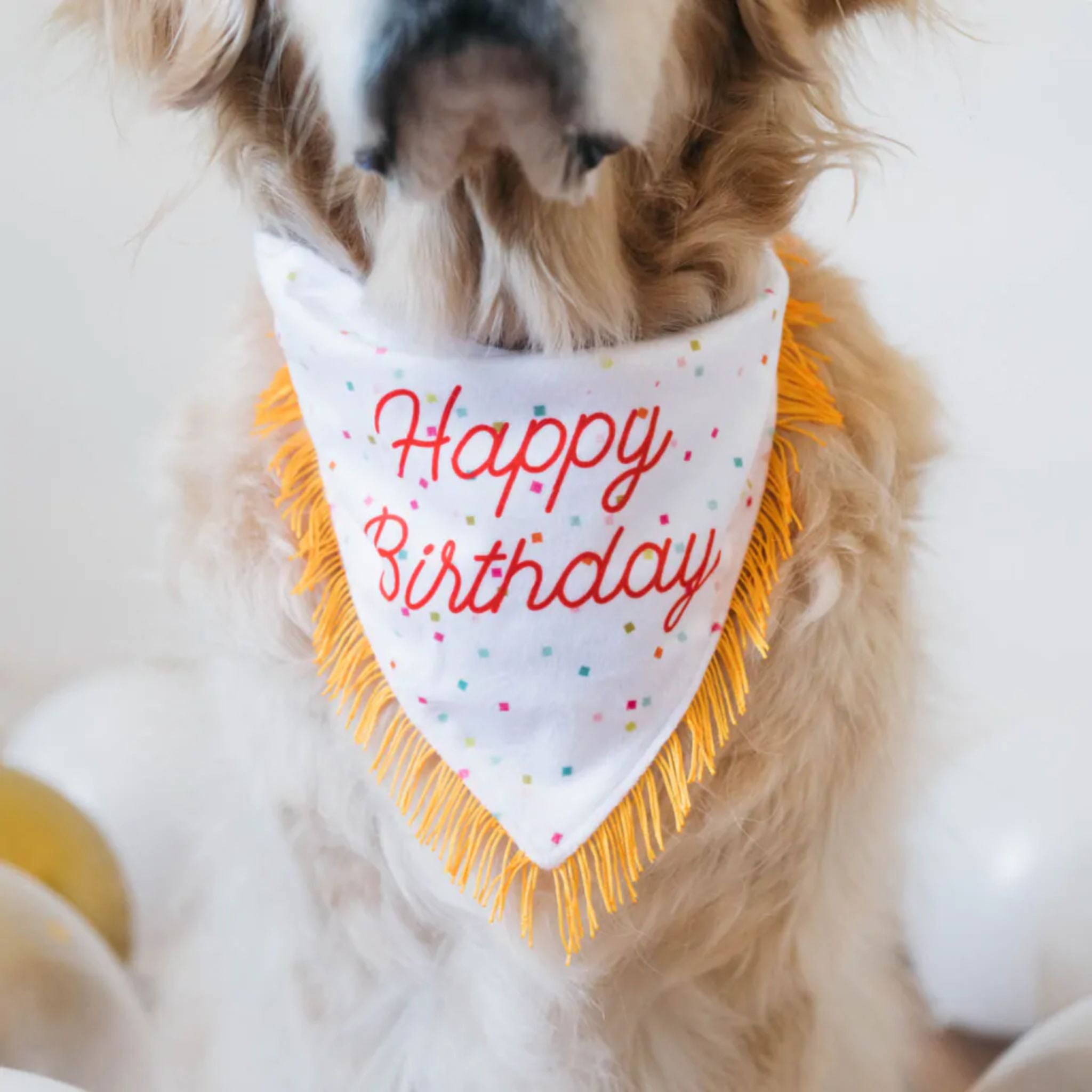 Zippy Paws Birthday Gift Set for Dogs - 2 Pack Bandana & Bone