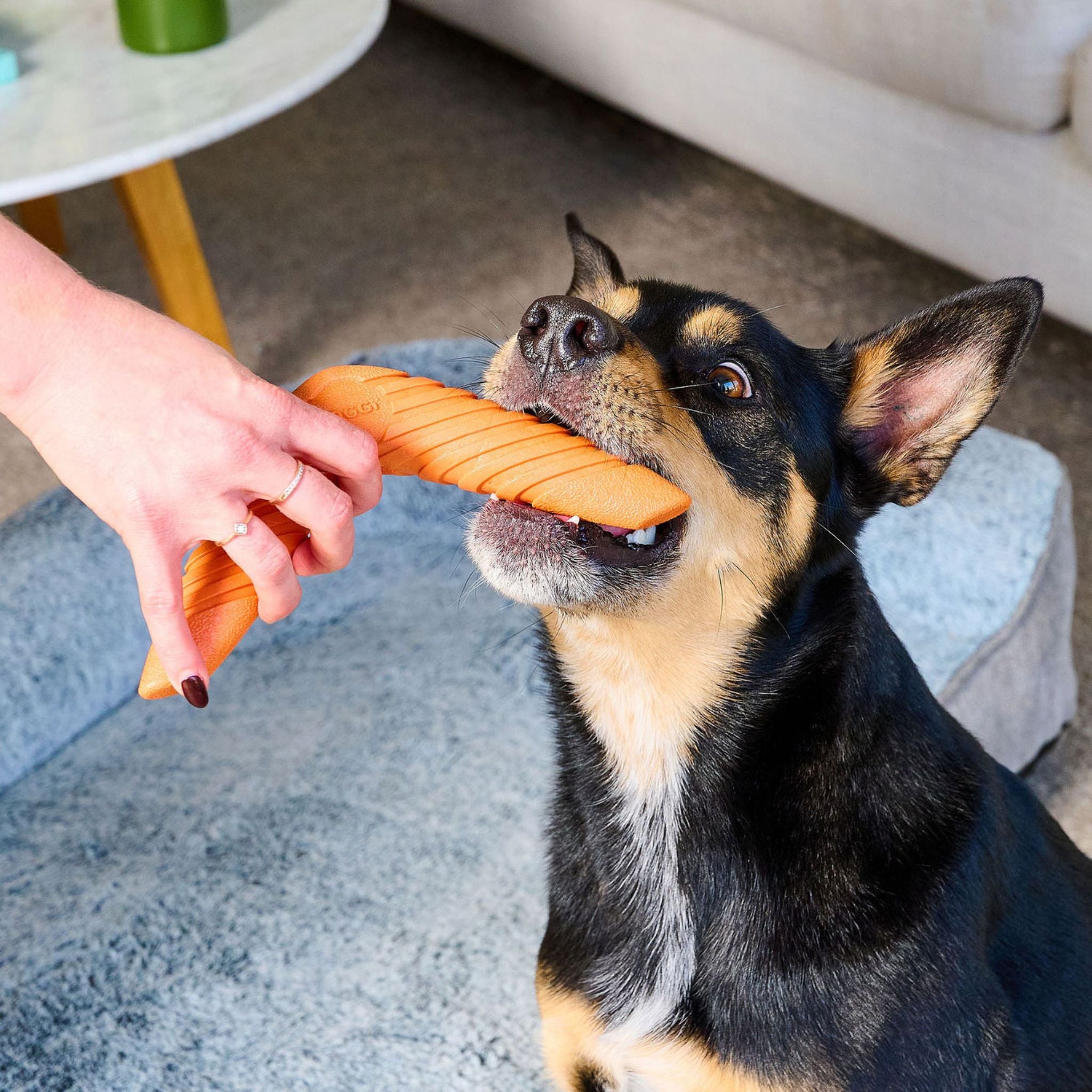 Doggi Boomerang Catch & Carry Dog Toy