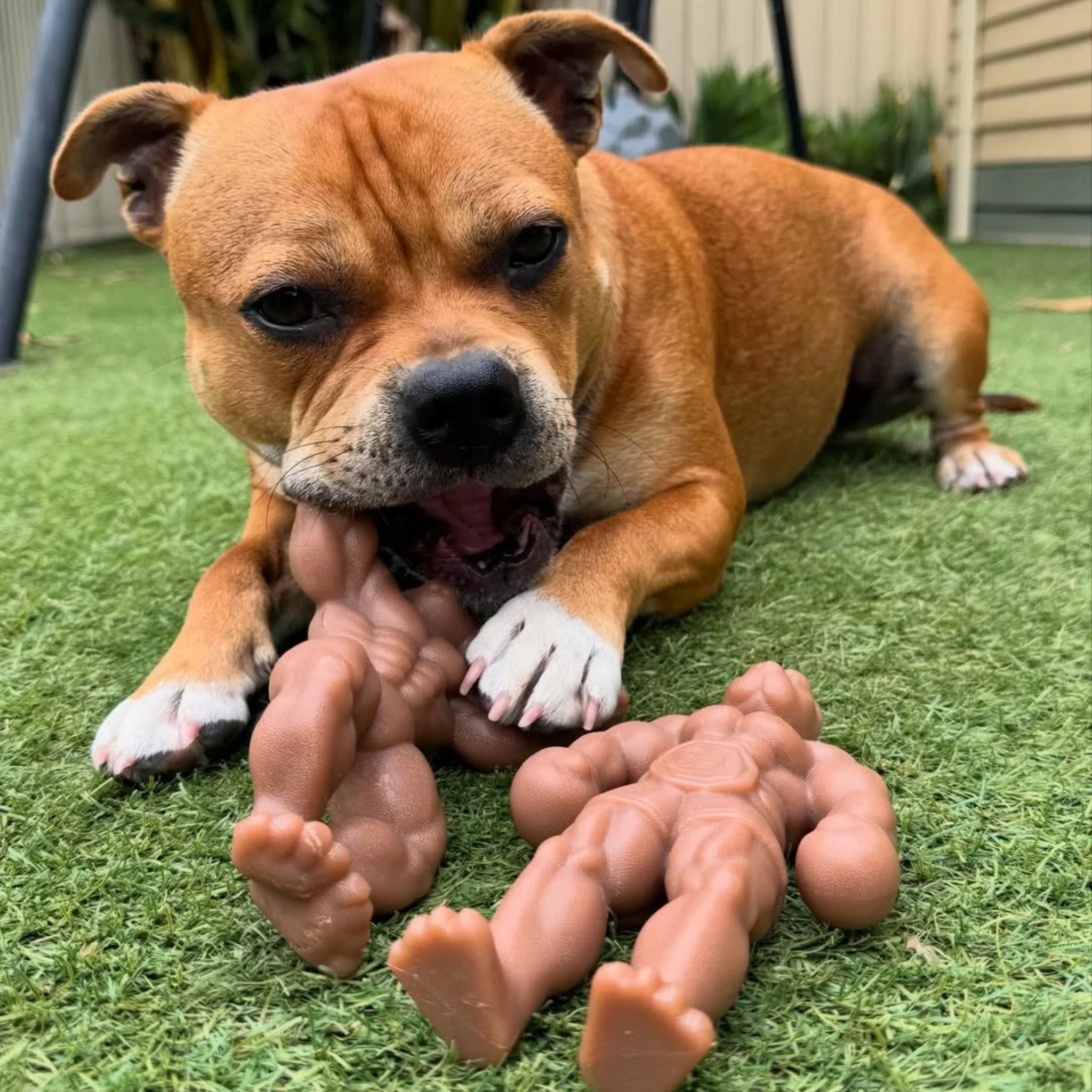Happy Staffy Co Staffy Balboa Dog Toy
