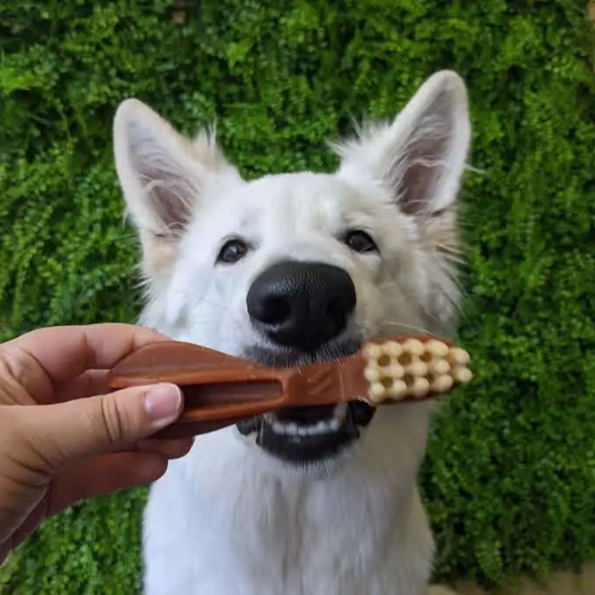 Whimzees Dental Dog Treats Toothbrush| PeekAPaw Pet Supplies