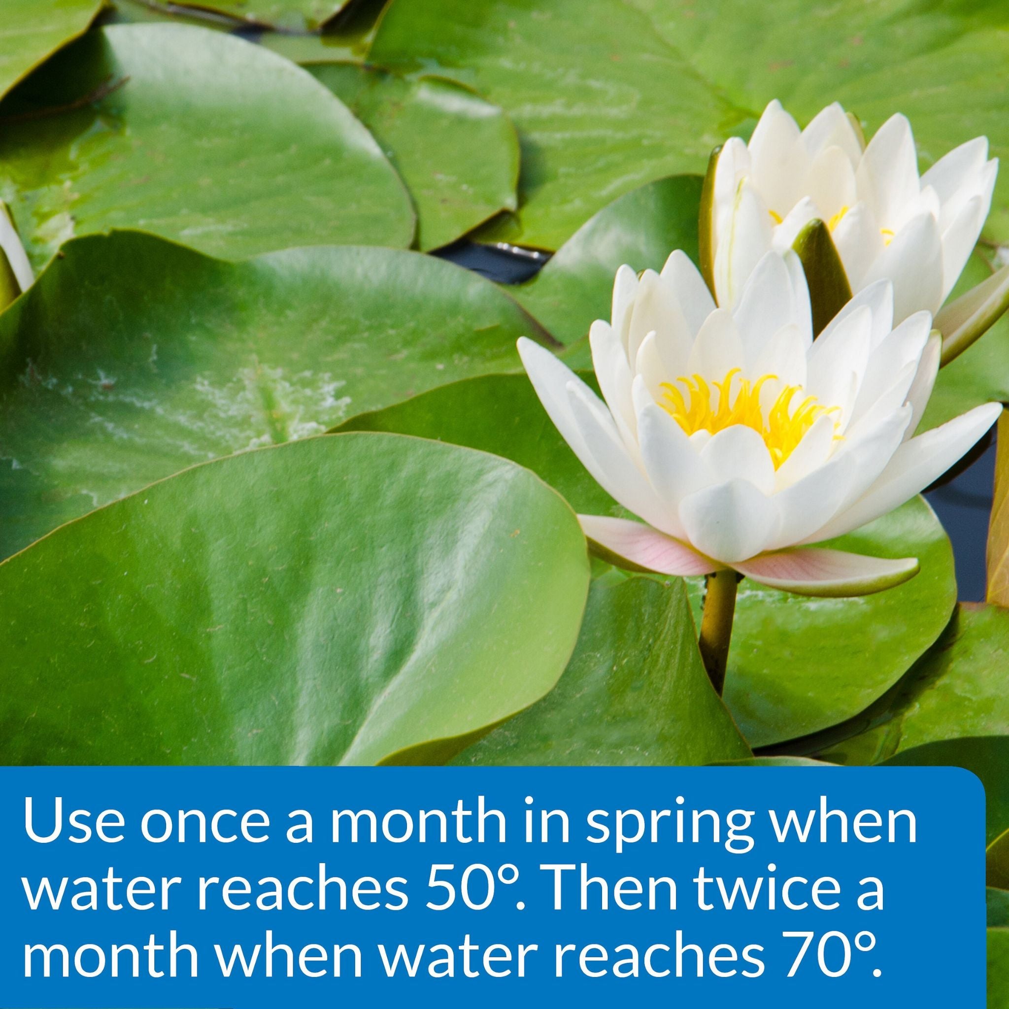 API Pond Care Aquatic Plant Food Tablets