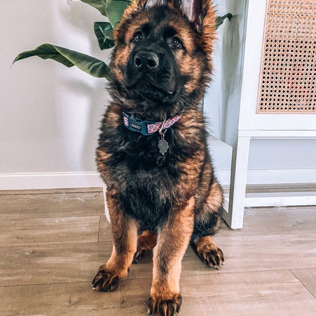 Doog Neoprene Dog Collar - Gromit  | PeekAPaw Pet Supplies