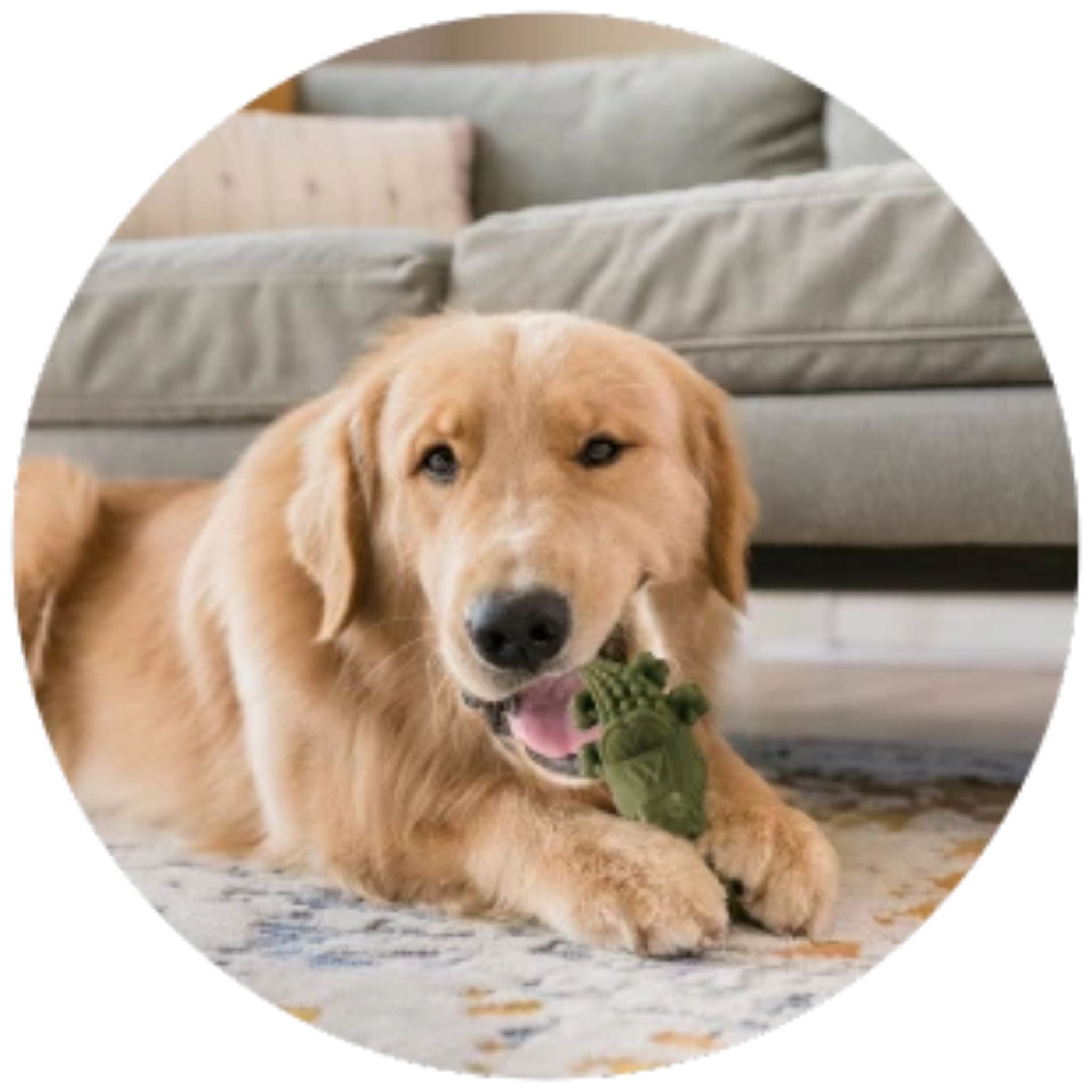 Whimzees Dental Dog Treats Alligator | PeekAPaw Pet Supplies