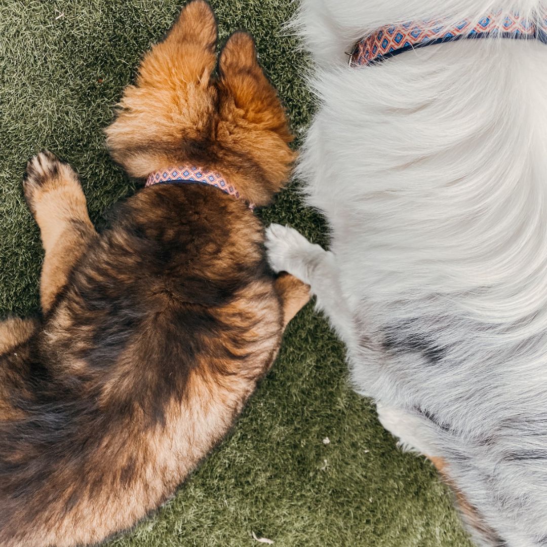 Doog Clip It Neoprene Dog Leash - Gromit | PeekAPaw Pet Supplies