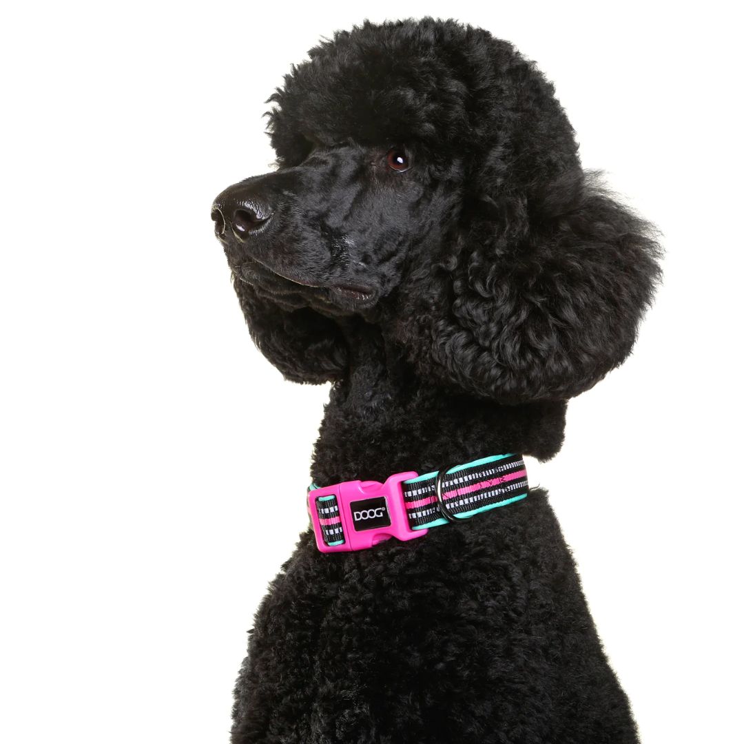 Doog Neoprene Dog Collar - (Neon High Vis) Rin Tin Tin