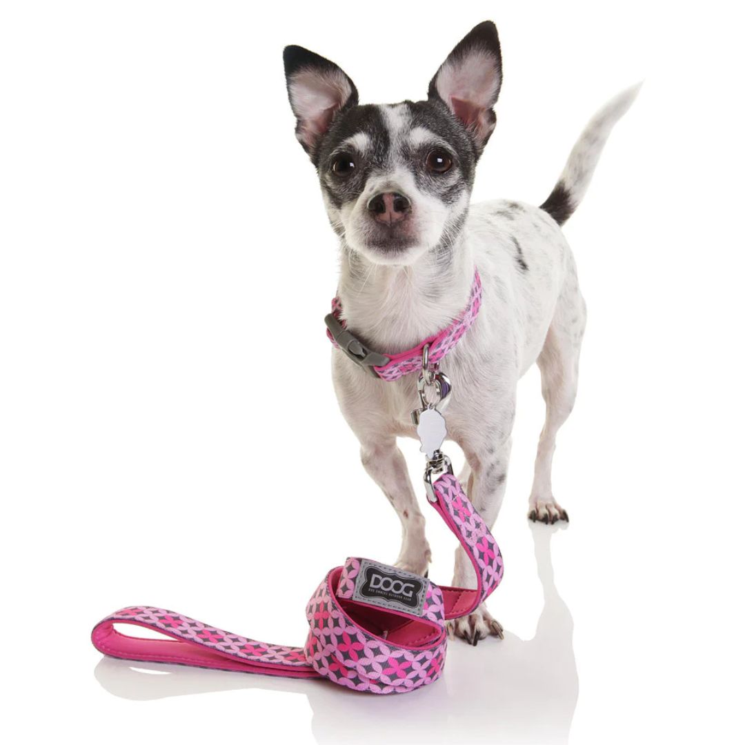 Doog Neoprene Dog Collar - Toto | PeekAPaw Pet Supplies