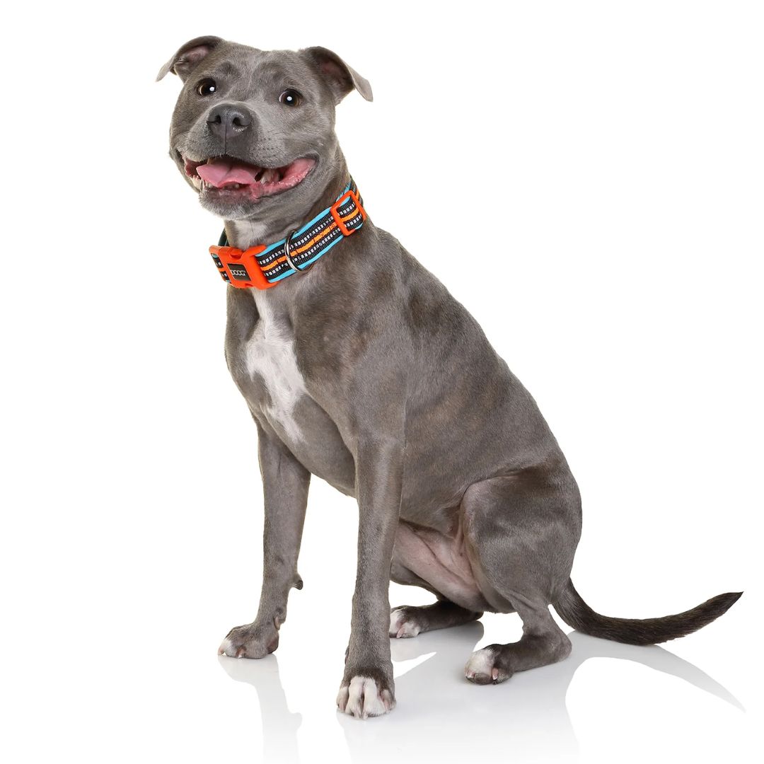 Doog Neoprene Dog Collar - (Neon High Vis) Beethoven