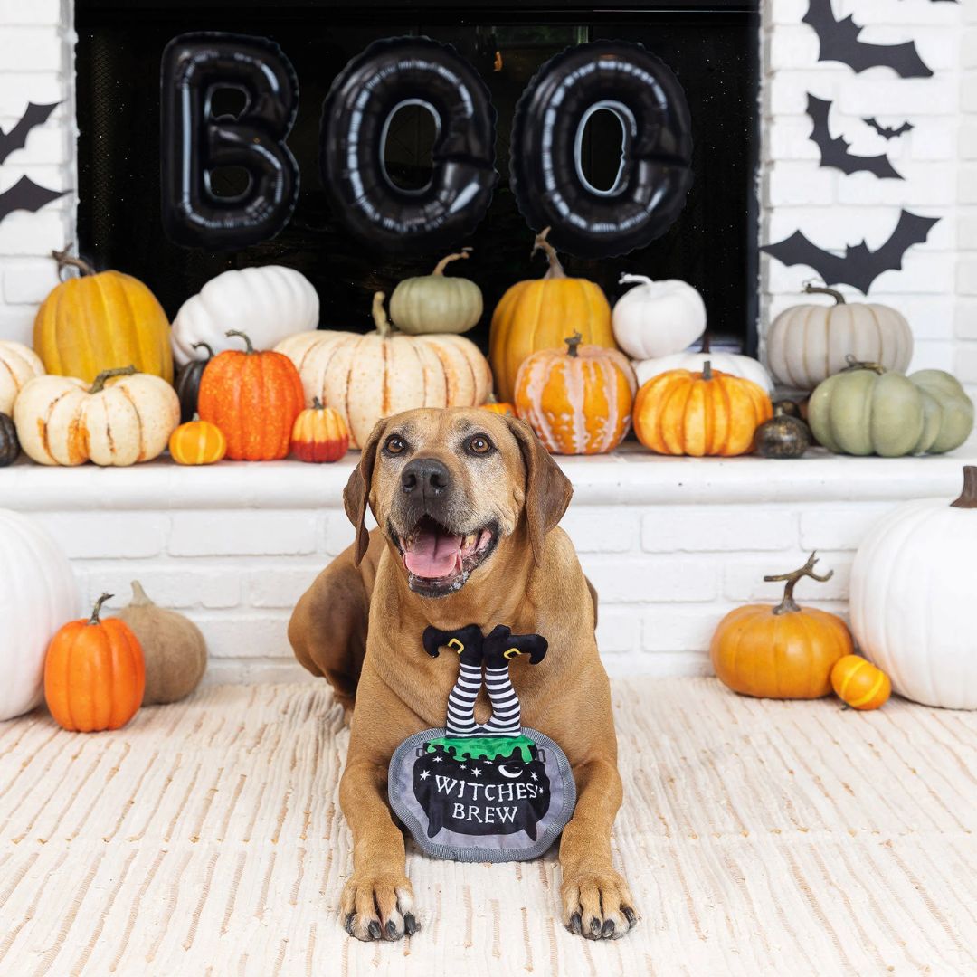 Fringe Studio Halloween Plush Squeaker Dog Toy - Drop In For A Spell | PeekAPaw Pet Supplies