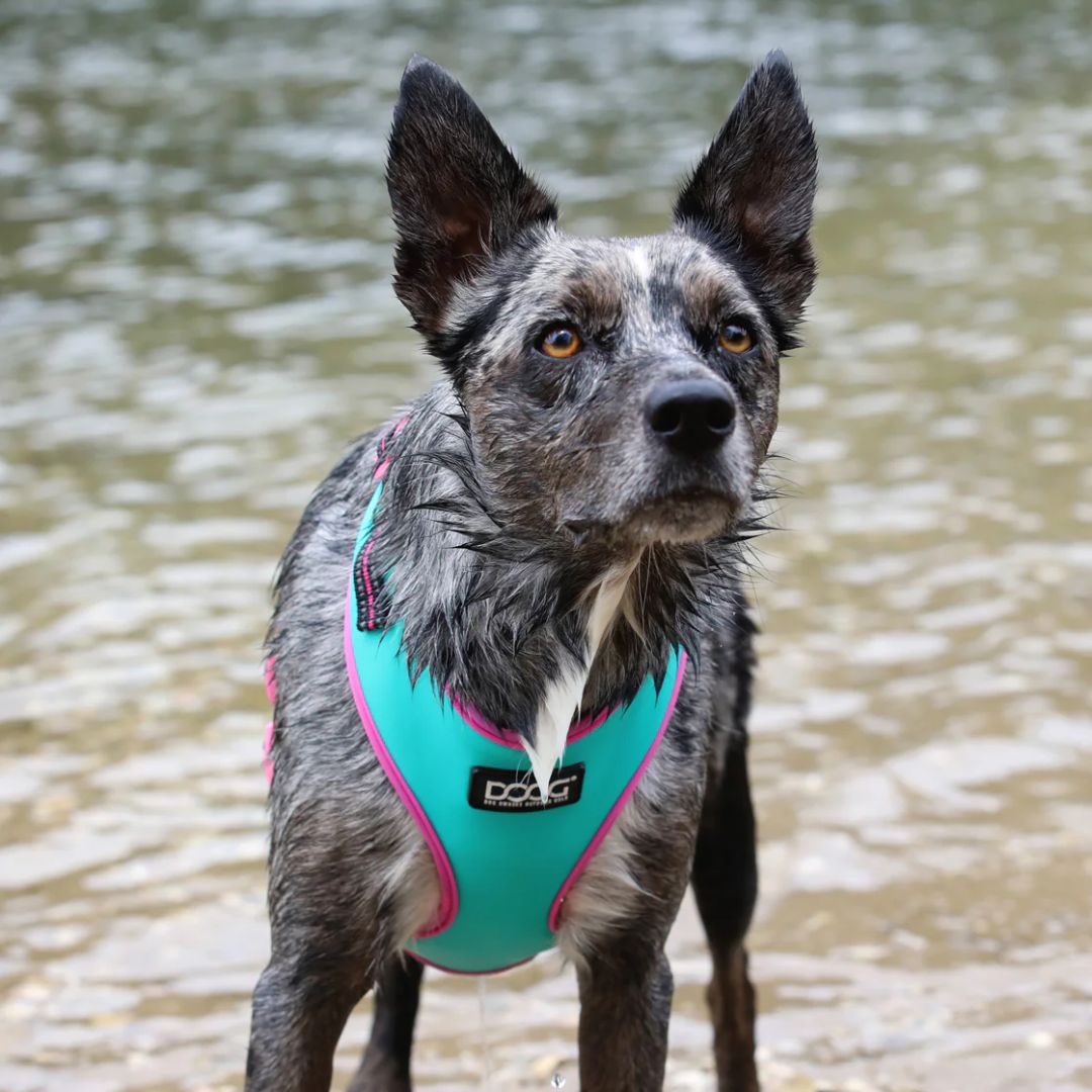 Doog Neoflex Soft Dog Harness - (Neon High Vis) Rin Tin Tin | PeekAPaw Pet Supplies