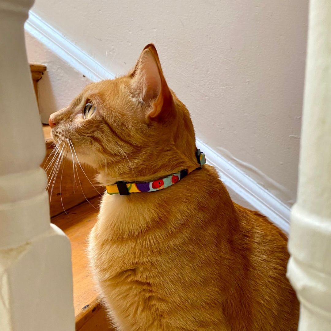 Anipal Gigi the Gouldian Finch Cat Collar