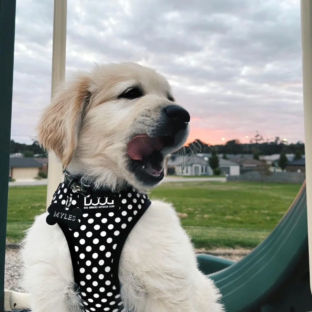 Doog Neoflex Soft Dog Harness - Pongo - Large| PeekAPaw Pet Supplies