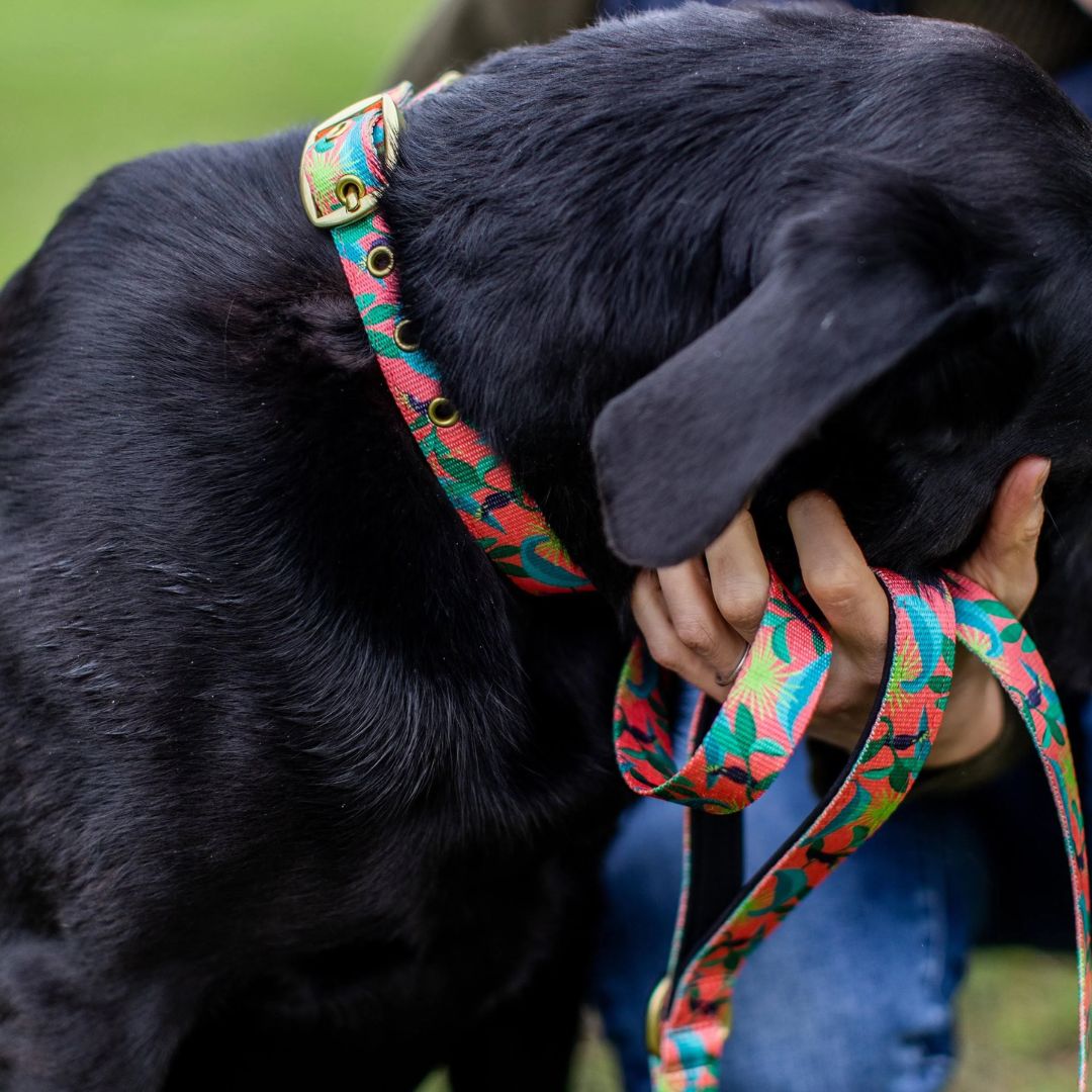 Anipal Clancy the Black Cockatoo Dog Leash