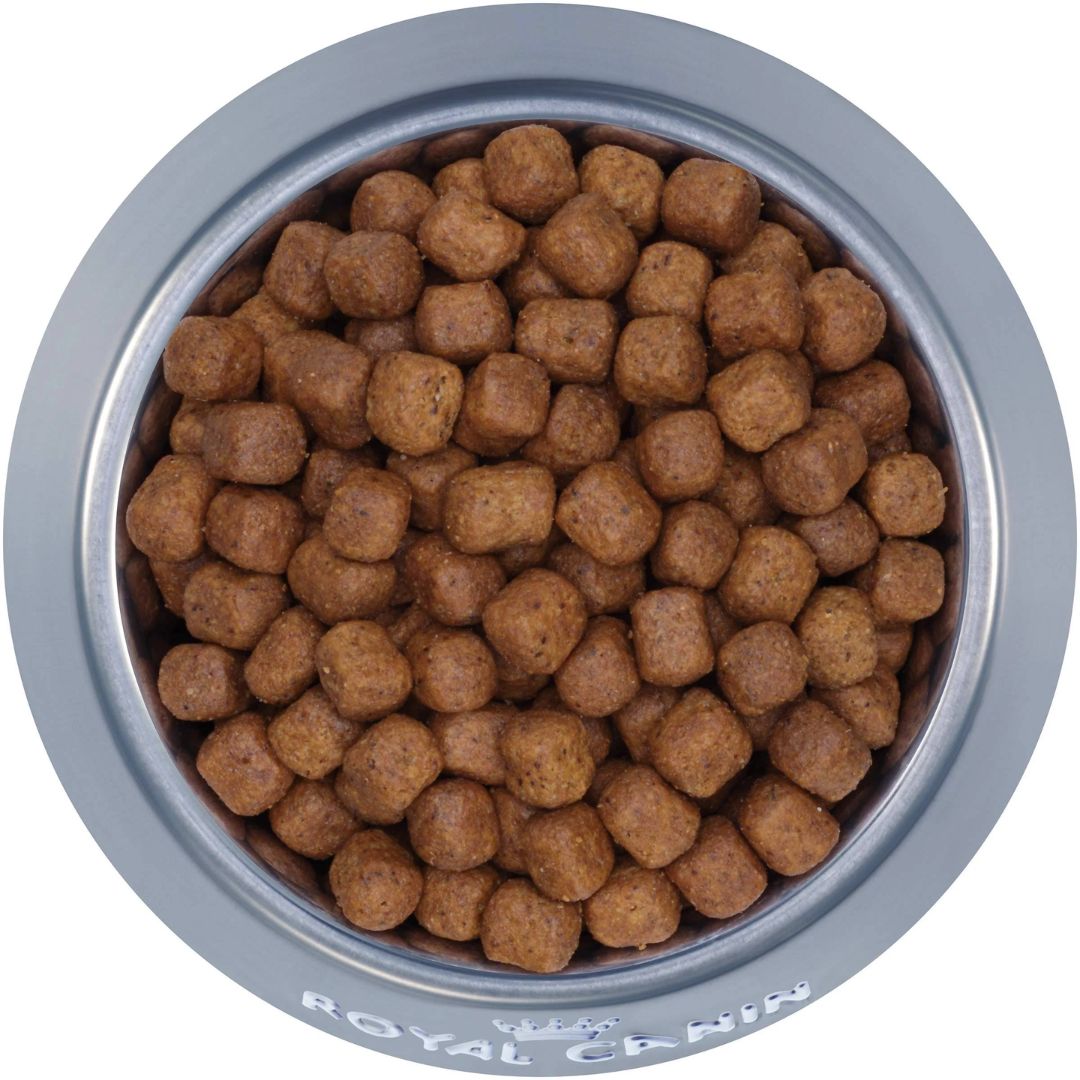 Royal Canin Maine Kibble | Coon PeekAPaw Pet Supplies