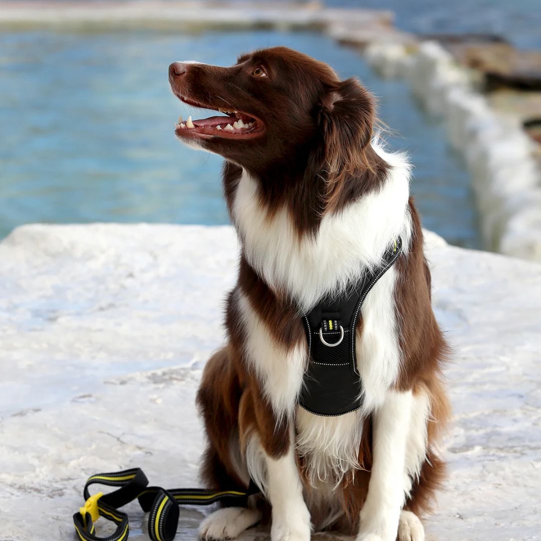Doog Neotech Dog Harness - (Neon High Vis) Bolt | PeekAPaw Pet Supplies