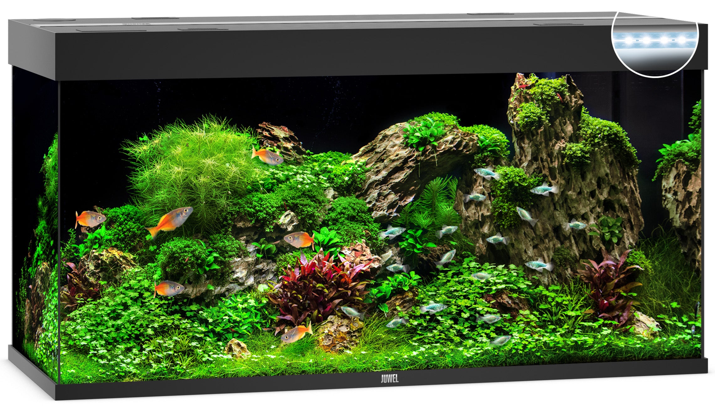 Juwel RIO LED Aquarium 350L