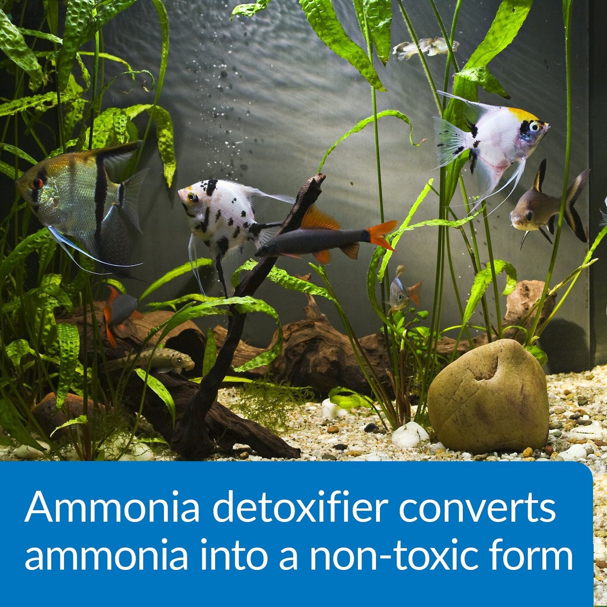 API Ammo Lock Freshwater & Saltwater Aquarium Ammonia Detoxifier