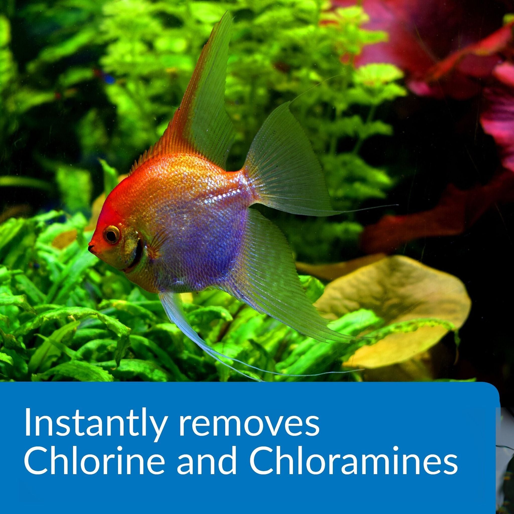 API Ammo Lock Freshwater & Saltwater Aquarium Ammonia Detoxifier