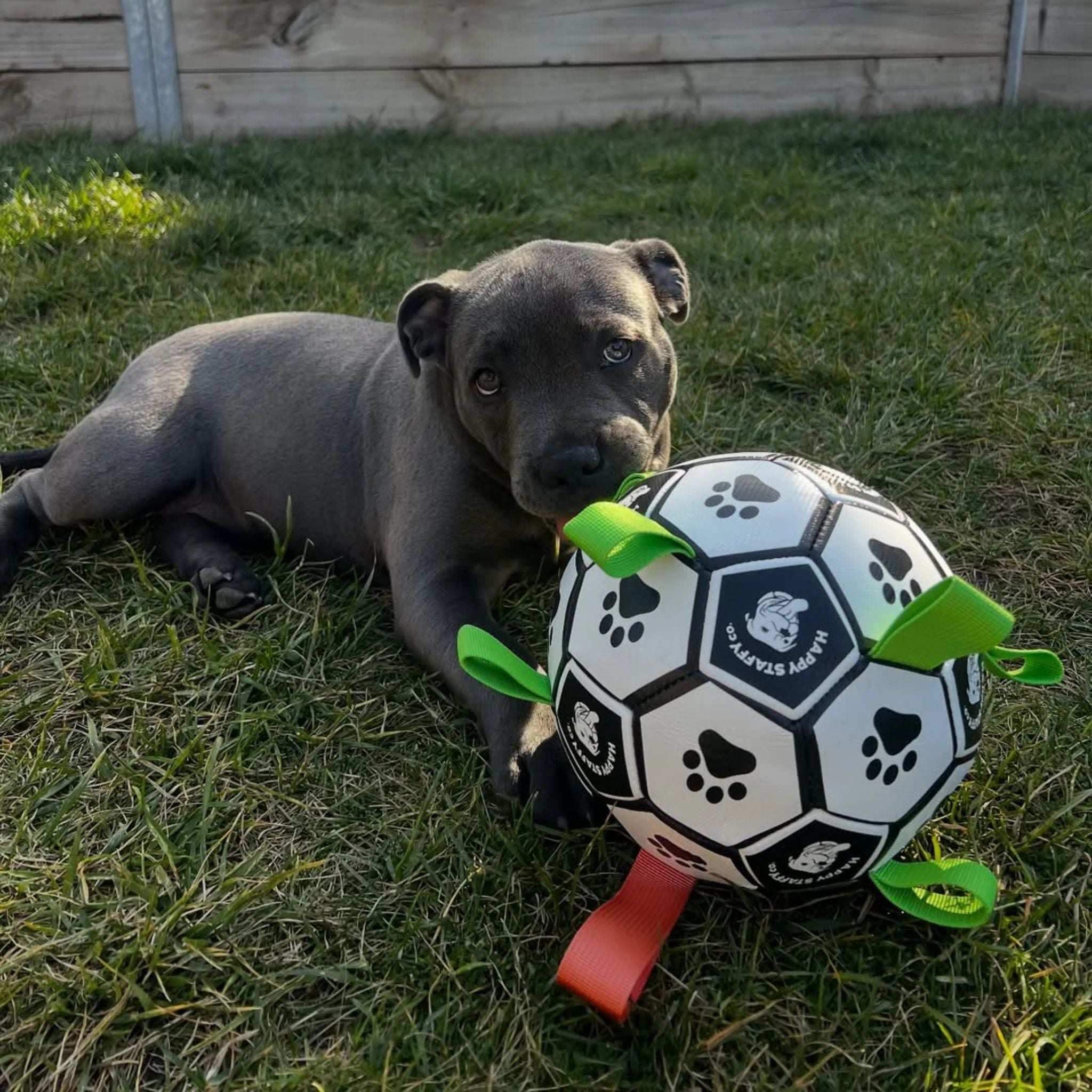 Happy Staffy Co Ronaldog Soccer Ball Dog Toy
