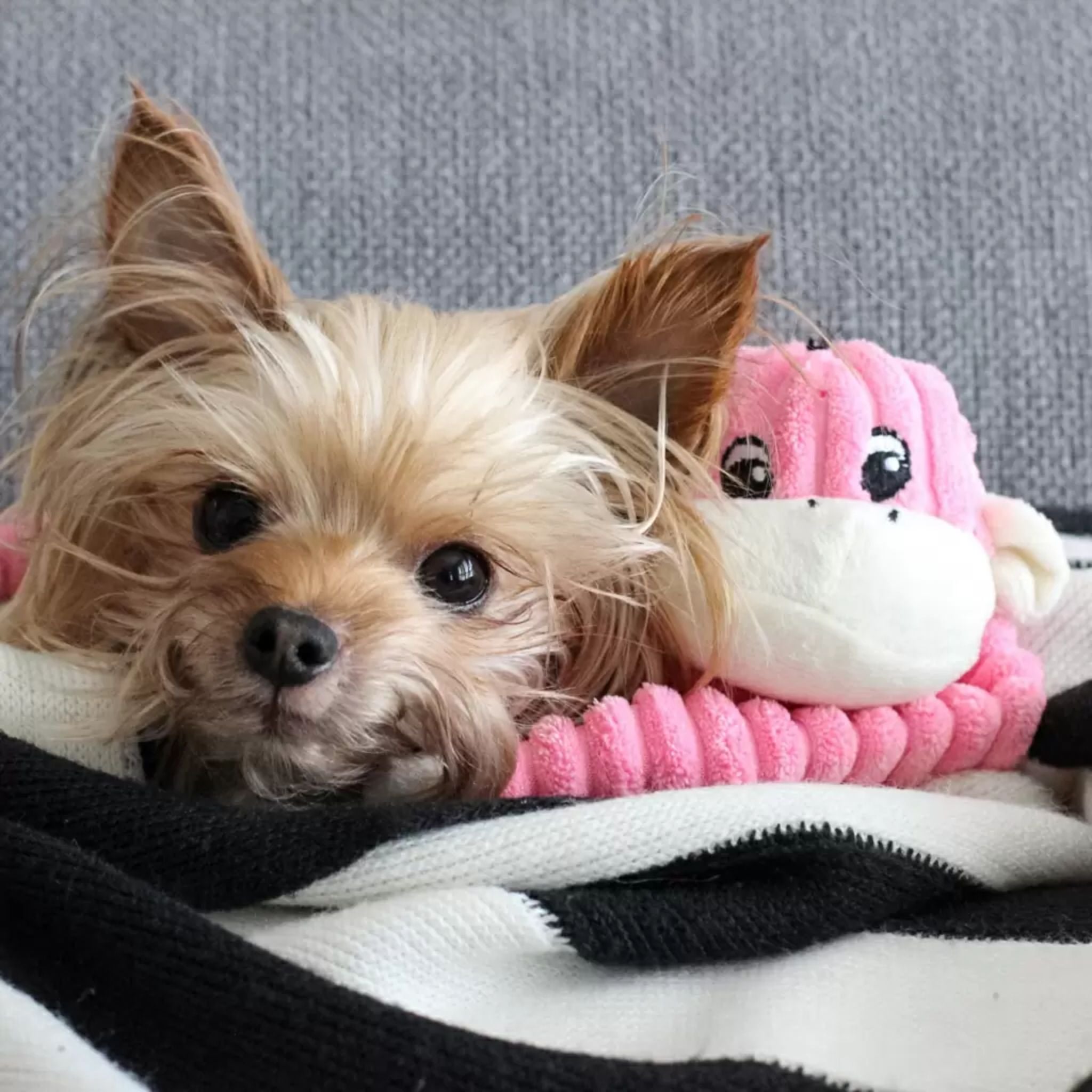 Zippy Paws Spencer The Crinkle Monkey Dog Toy