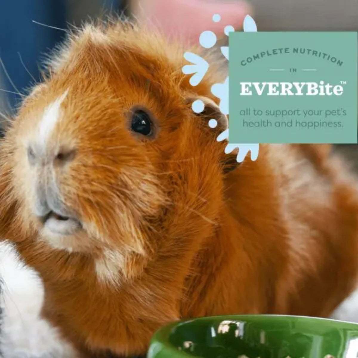 Oxbow Organic Bounty Adult Guinea Pig Food, guinea pig with the EveryBite complete nutrition badge