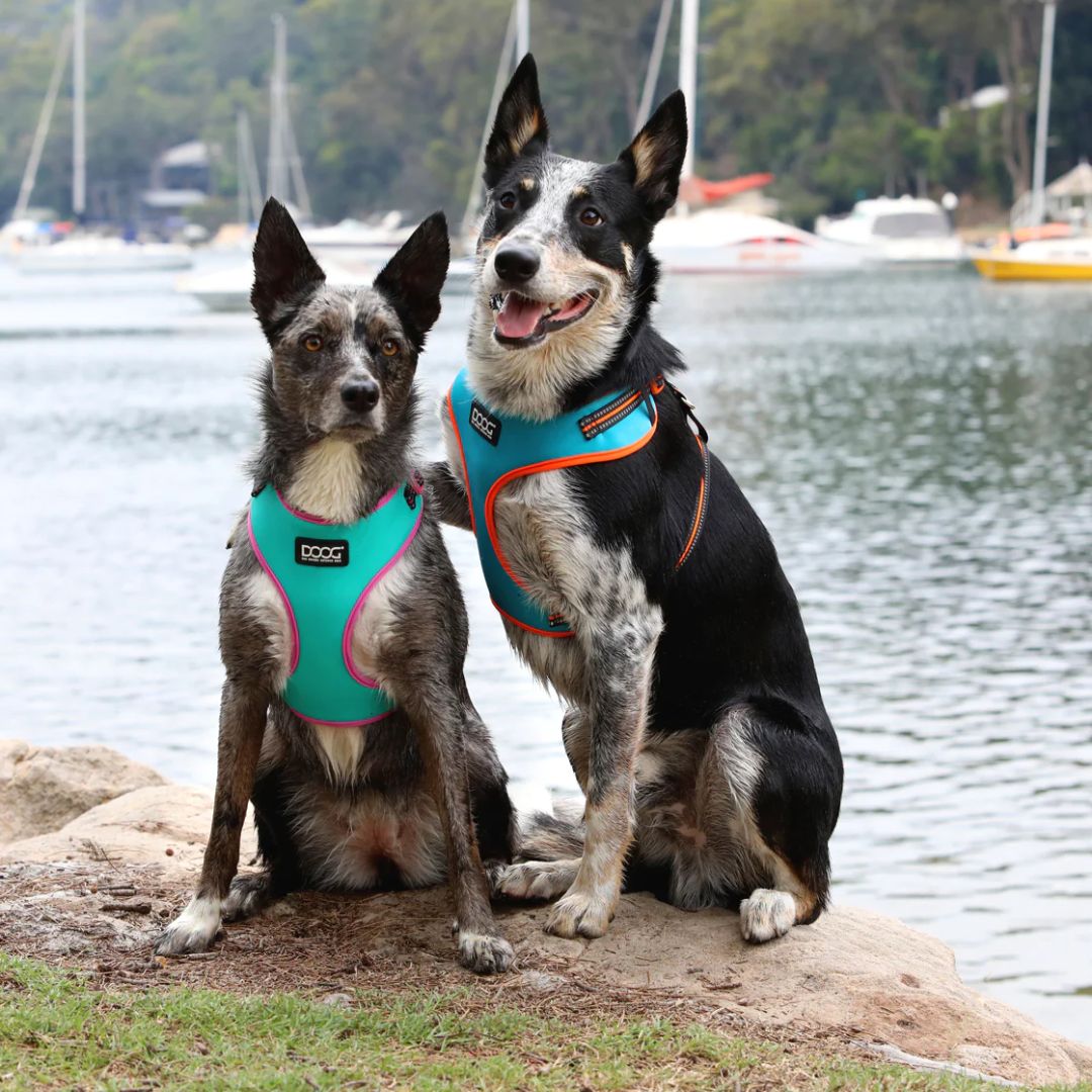 Doog Neoflex Soft Dog Harness - (Neon High Vis) Rin Tin Tin | PeekAPaw Pet Supplies