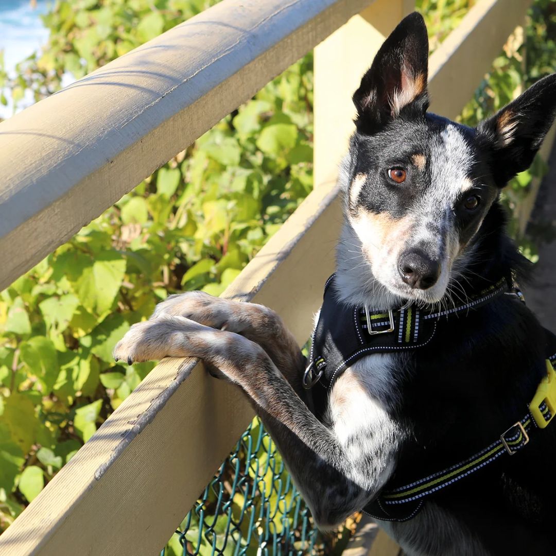 Doog Neotech Dog Harness - (Neon High Vis) Bolt | PeekAPaw Pet Supplies