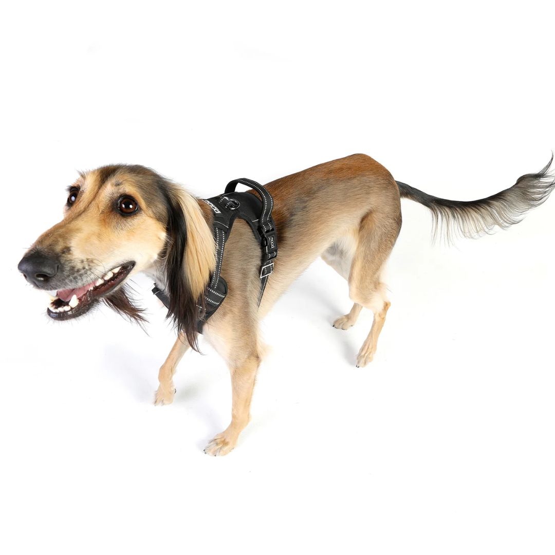 Doog Neotech Dog Harness - Black  | PeekAPaw Pet Supplies