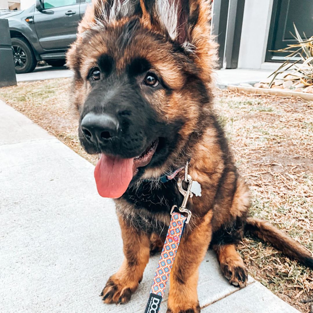 Doog Clip It Neoprene Dog Leash - Gromit | PeekAPaw Pet Supplies