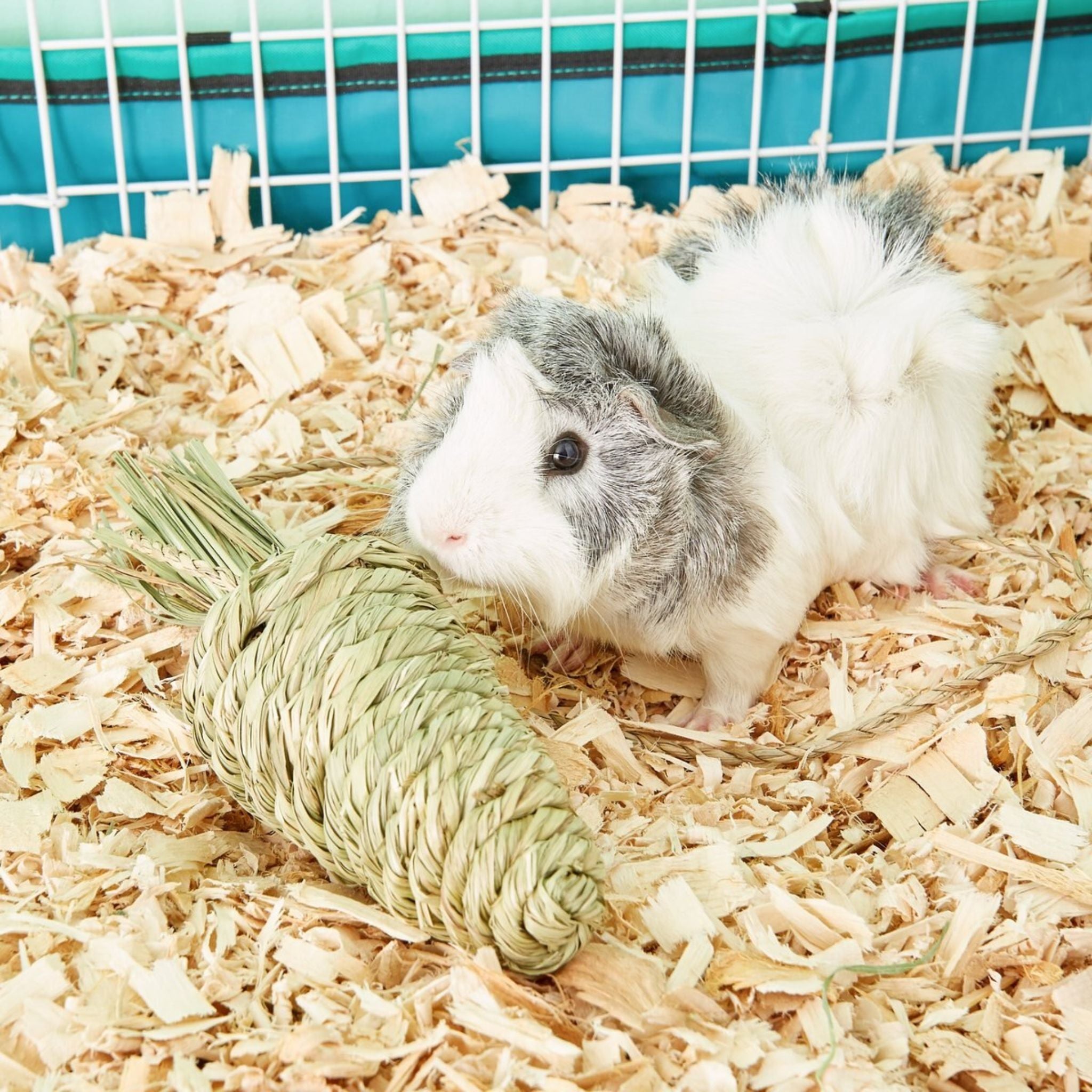 Oxbow Timothy Club Timothy Carrot