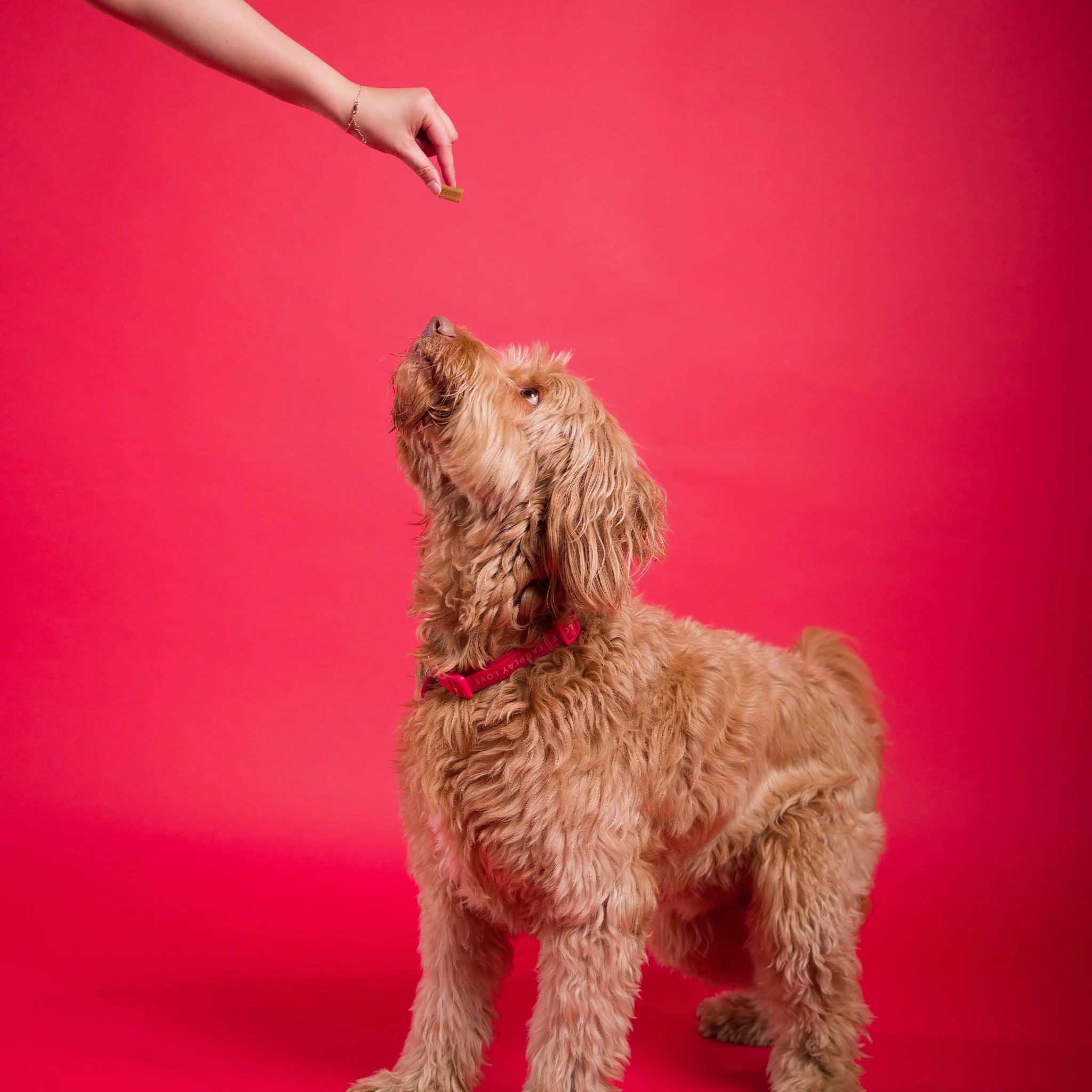 Bell and Bone Healthy Dog Treats Beef & Turmeric for Joint and Mobility Booster