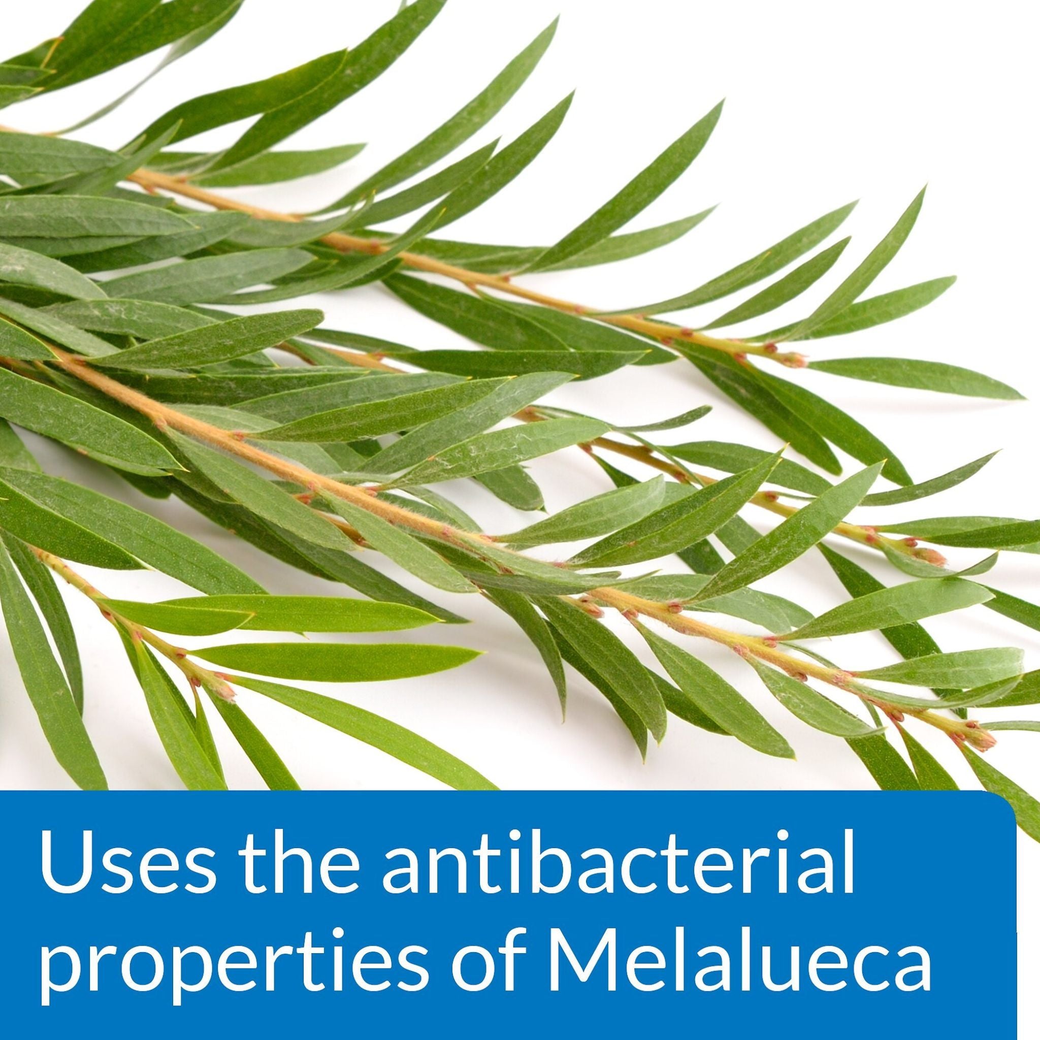 API Pond Care Melafix