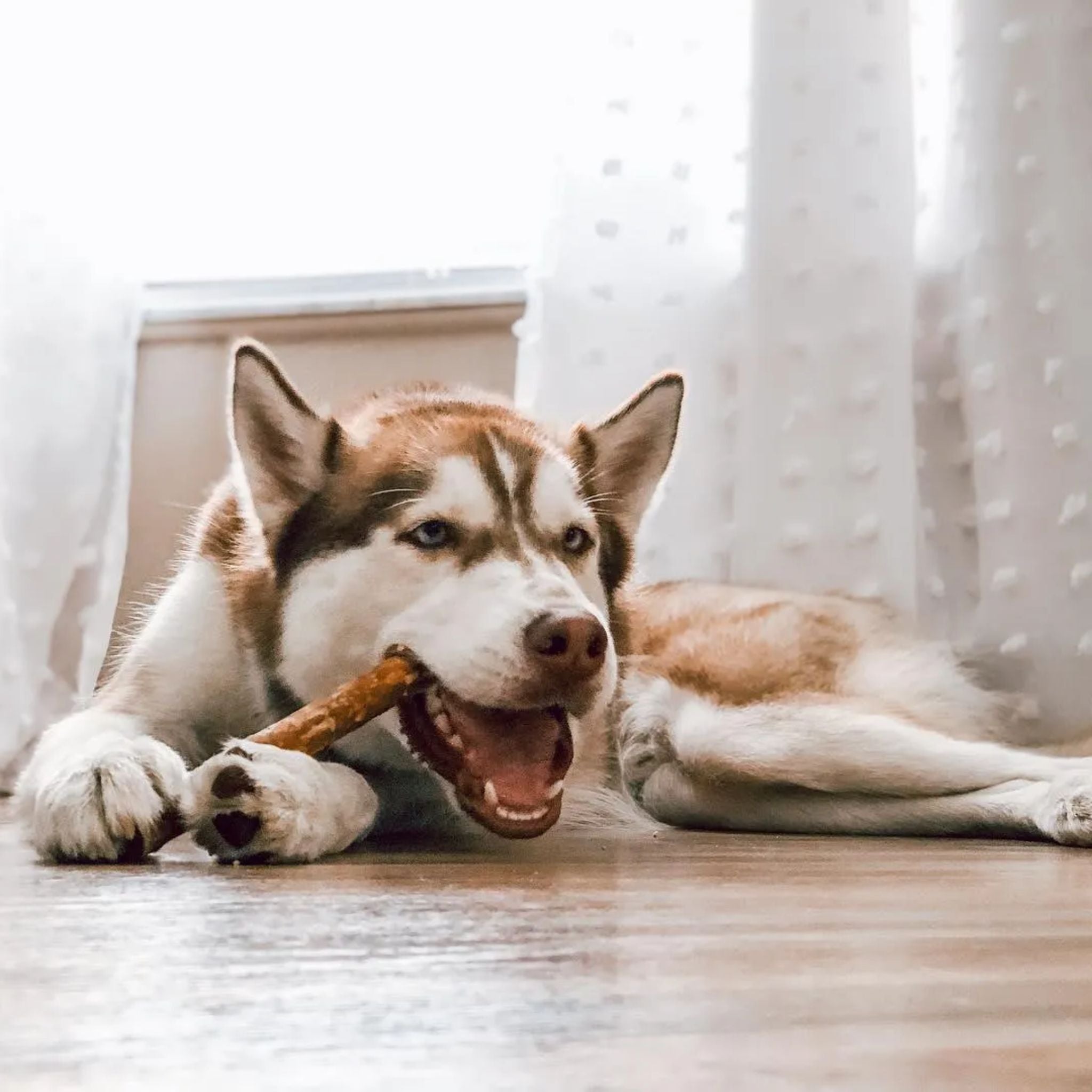 Whimzees Dental Dog Treats Veggie Sausage | PeekAPaw Pet Supplies