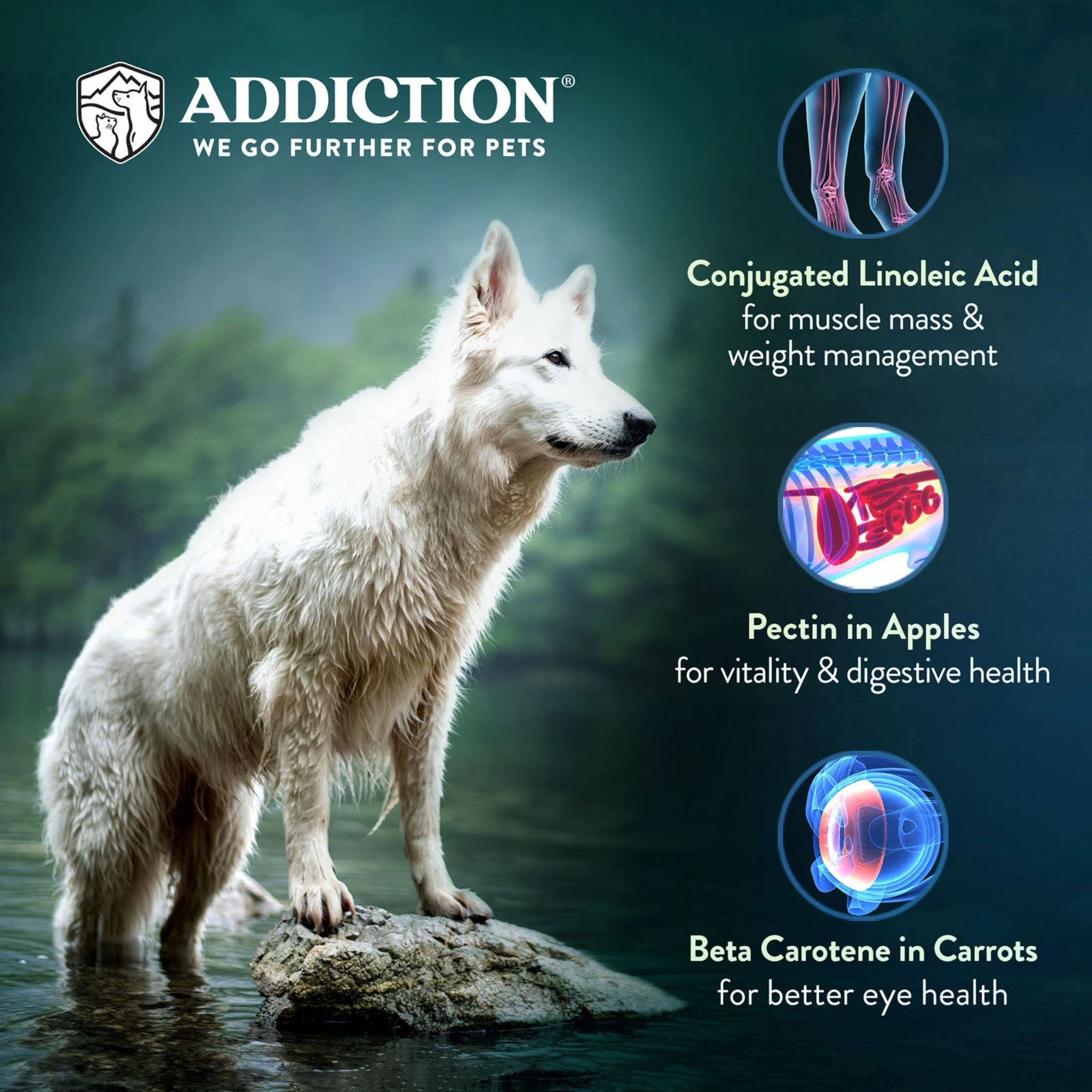 ADDICTION Outback Kangaroo Feast Raw Alternative Dog Food