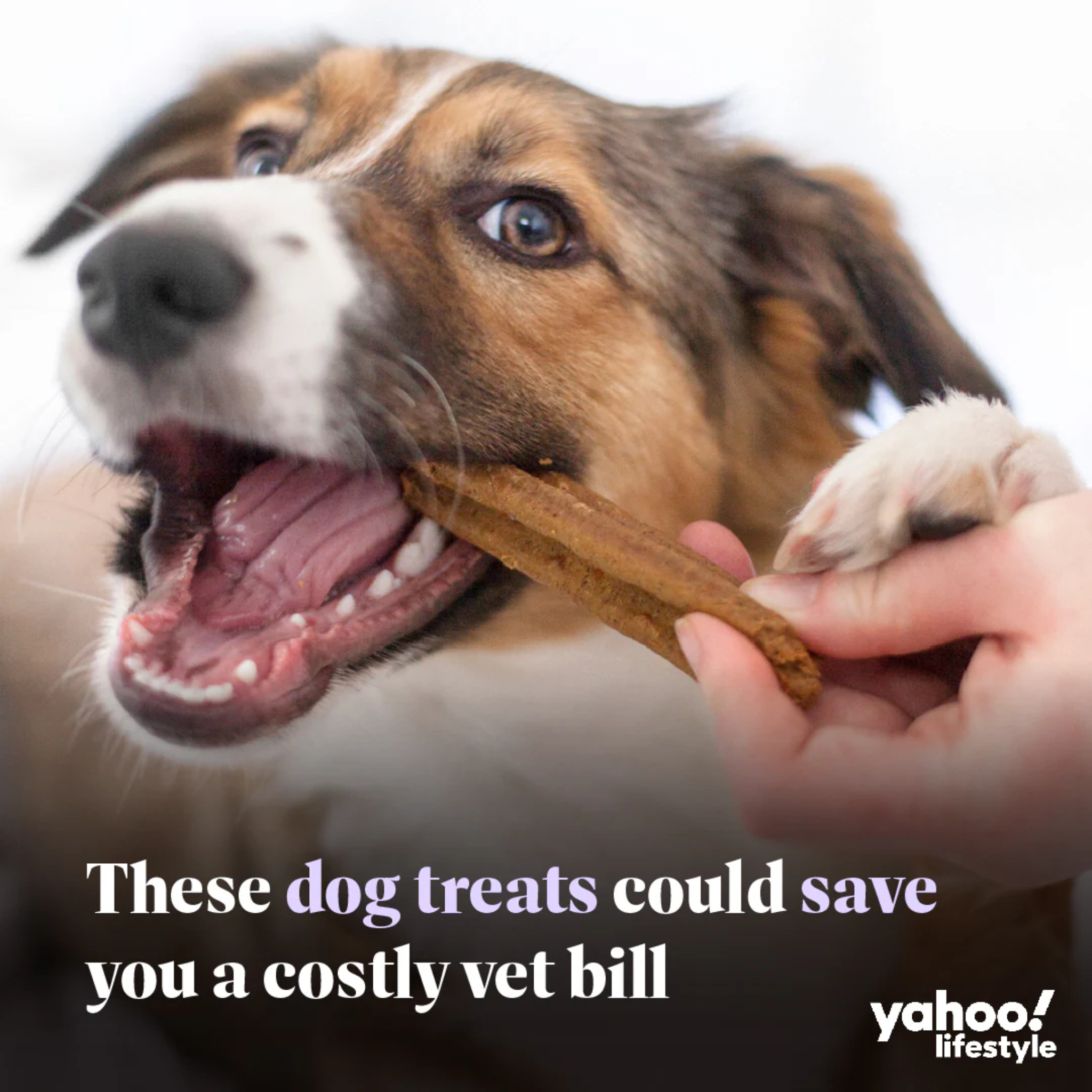 Bell and Bone Dental Sticks for Adult Dogs - Kangaroo, Mint & Turmeric