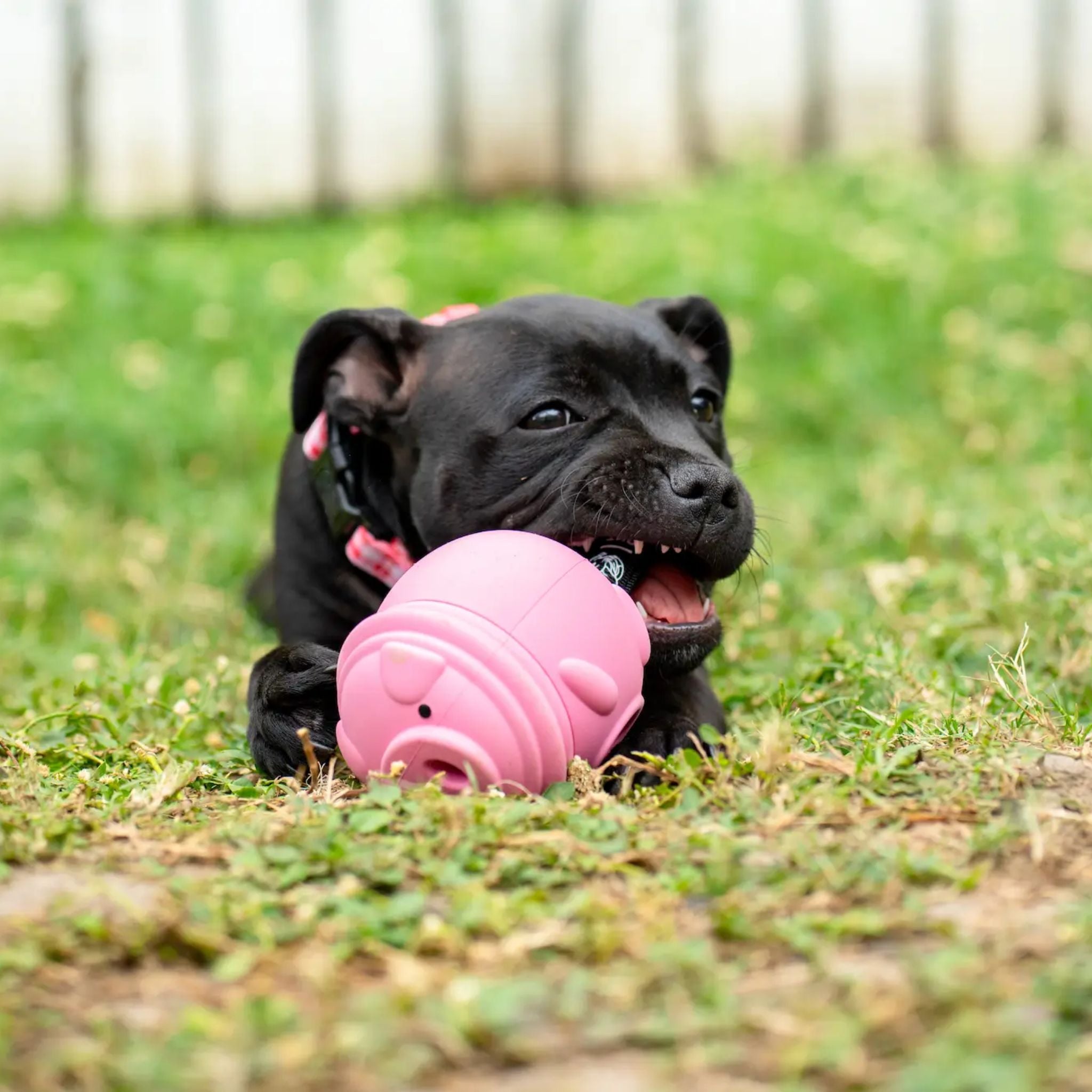 Happy Staffy Co Poppy Pig Treat Dispenser Dog Toy