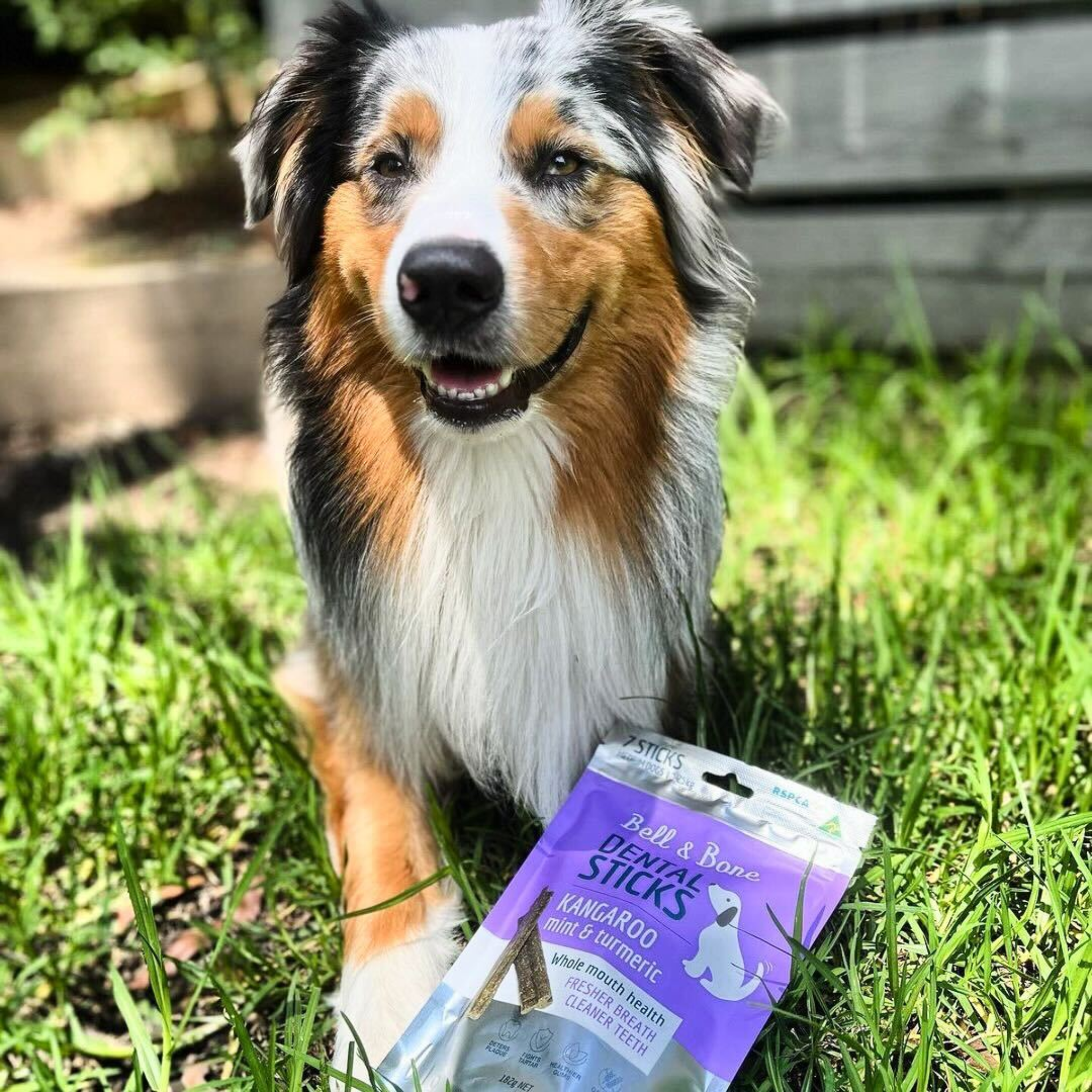 Bell and Bone Dental Sticks for Adult Dogs - Kangaroo, Mint & Turmeric