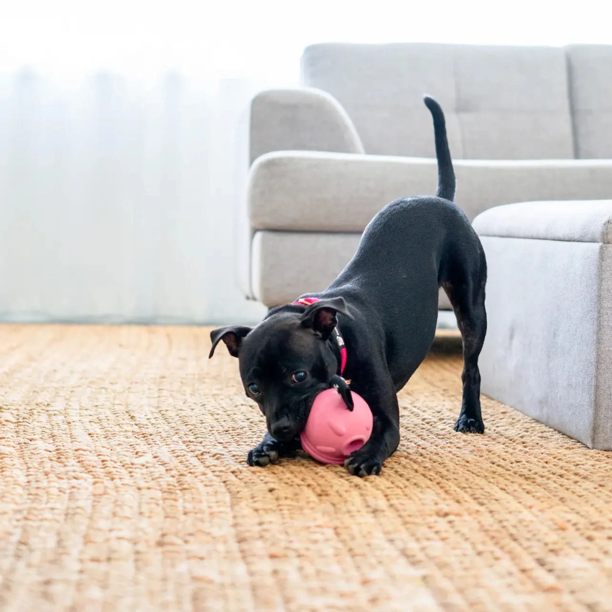 Happy Staffy Co Poppy Pig Treat Dispenser Dog Toy