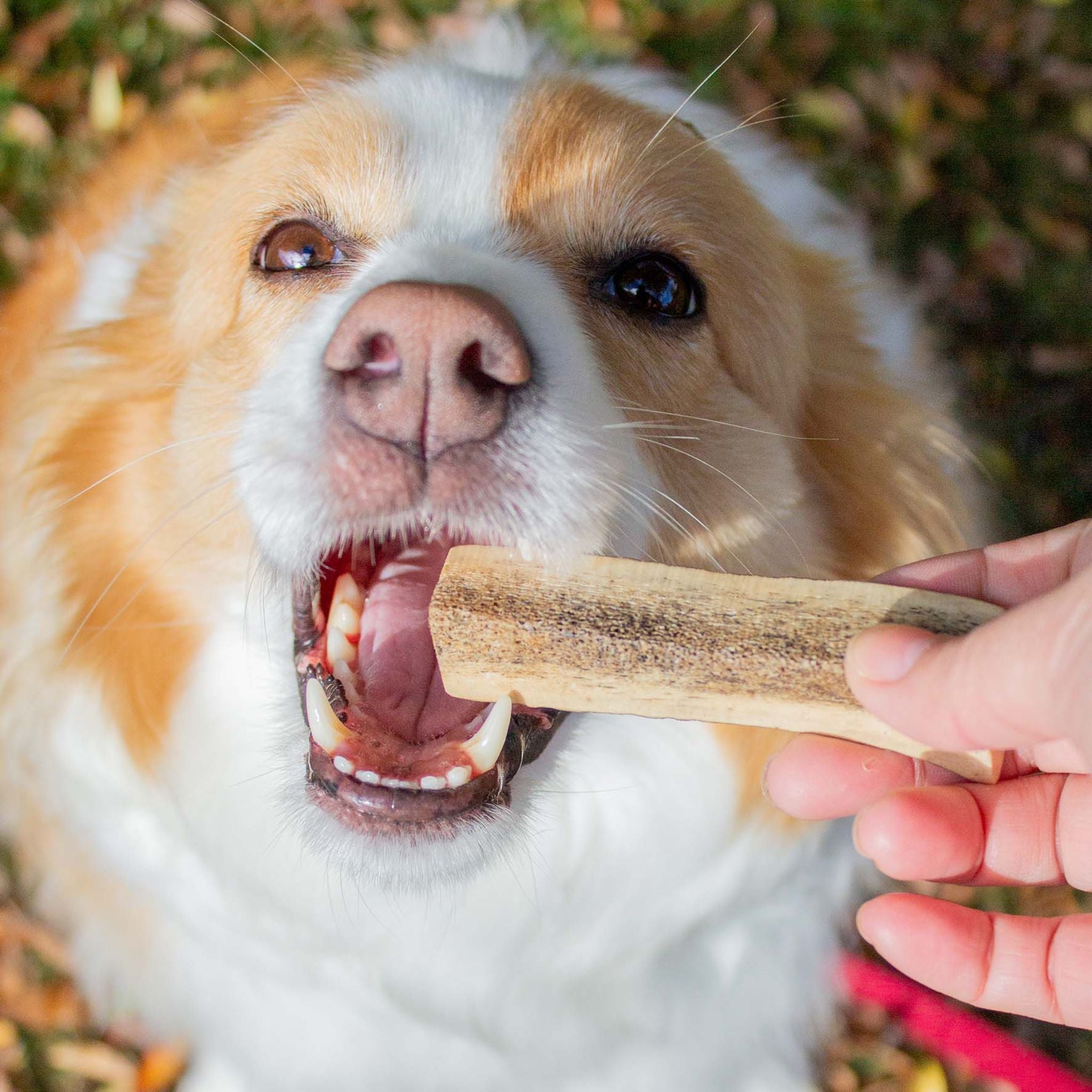 Korure Pets Deer Antler Dog Treats